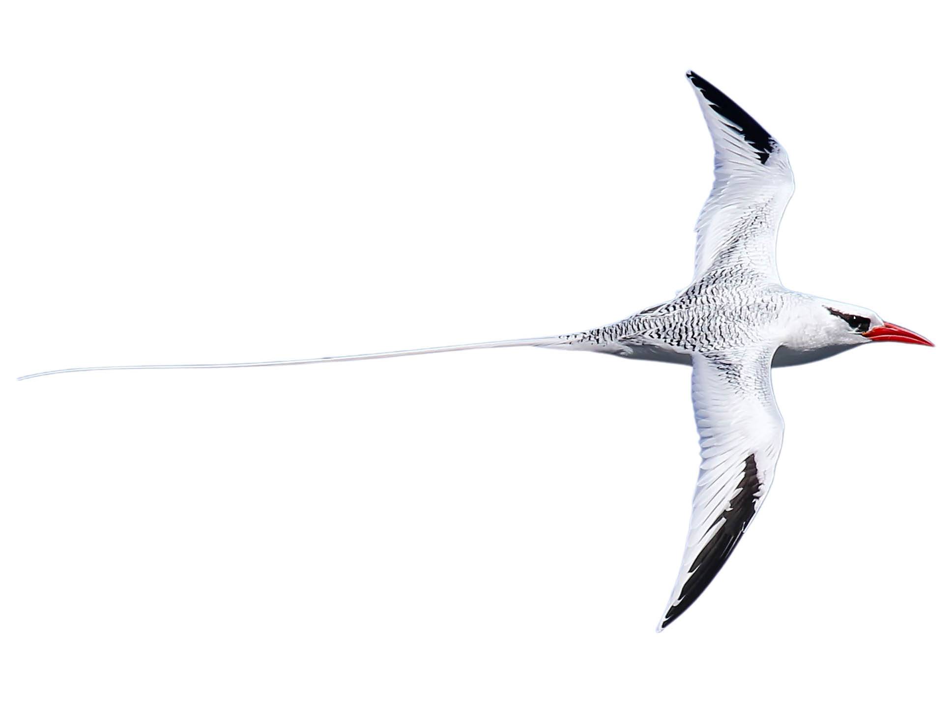 A photo of a Red-billed Tropicbird (Phaethon aethereus)