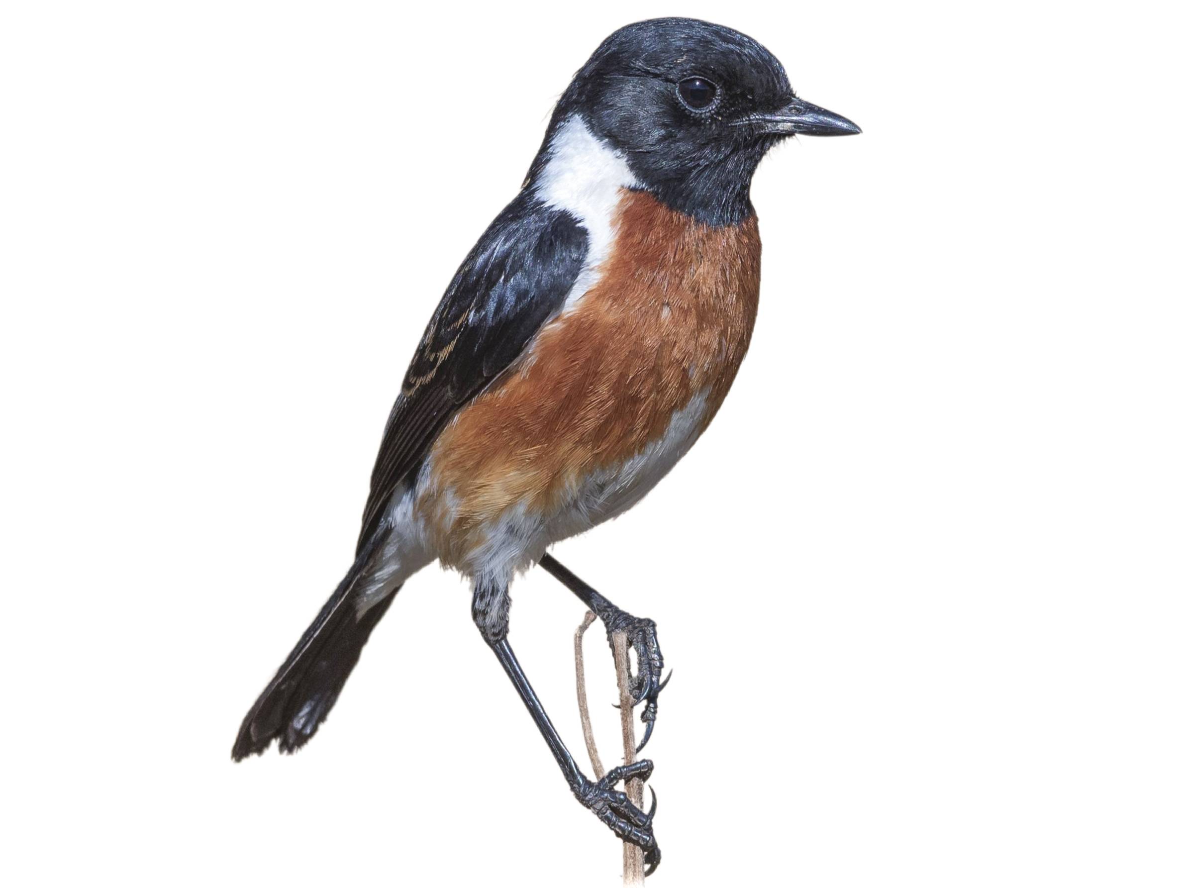 A photo of a African Stonechat (Saxicola torquatus), male