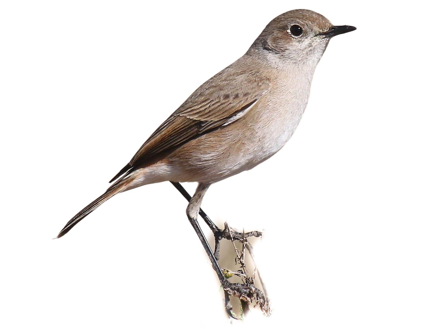 A photo of a Sickle-winged Chat (Emarginata sinuata)