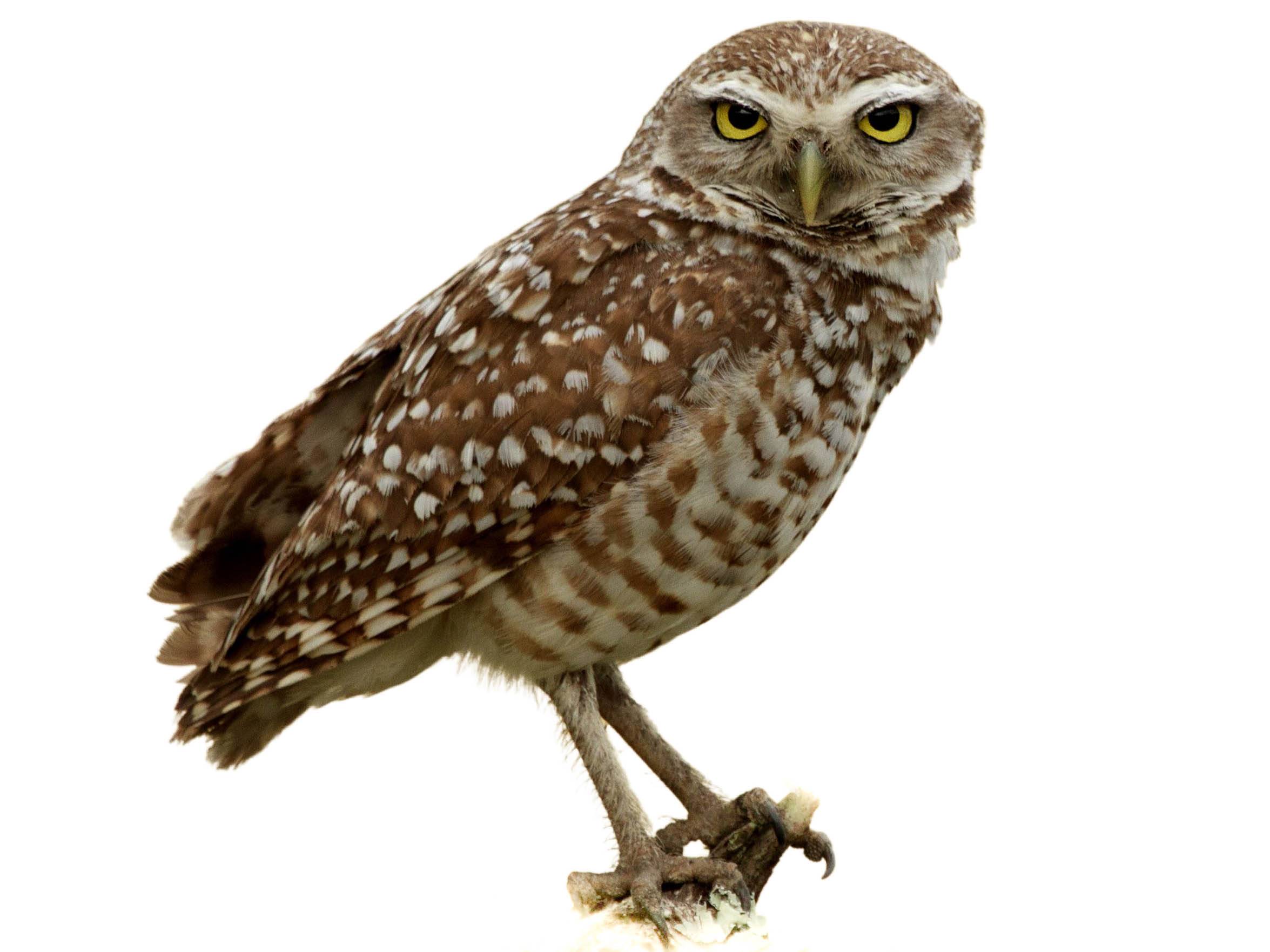 A photo of a Burrowing Owl (Athene cunicularia)