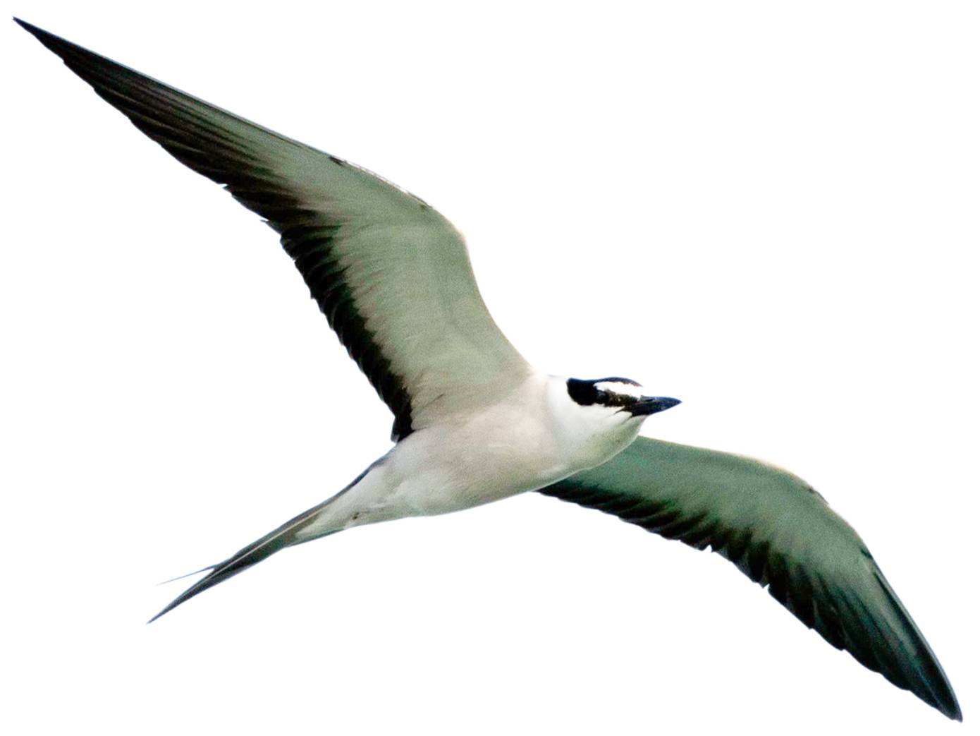 A photo of a Bridled Tern (Onychoprion anaethetus)