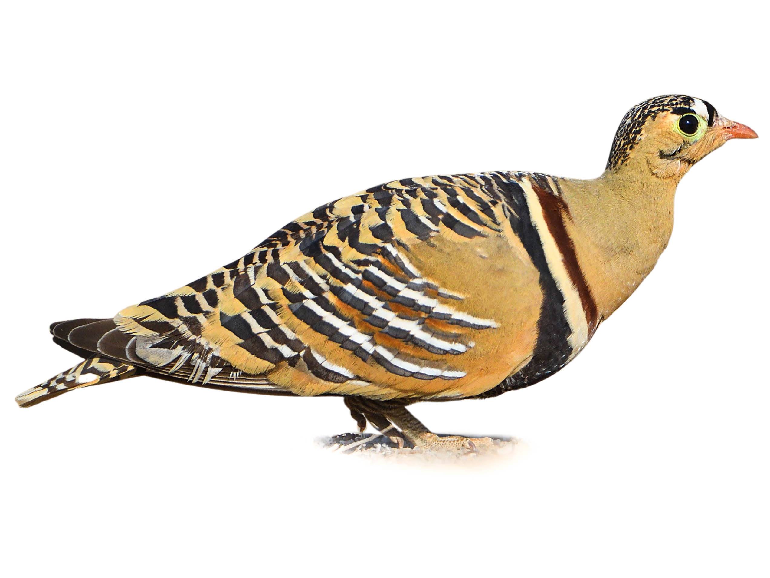 A photo of a Painted Sandgrouse (Pterocles indicus), male