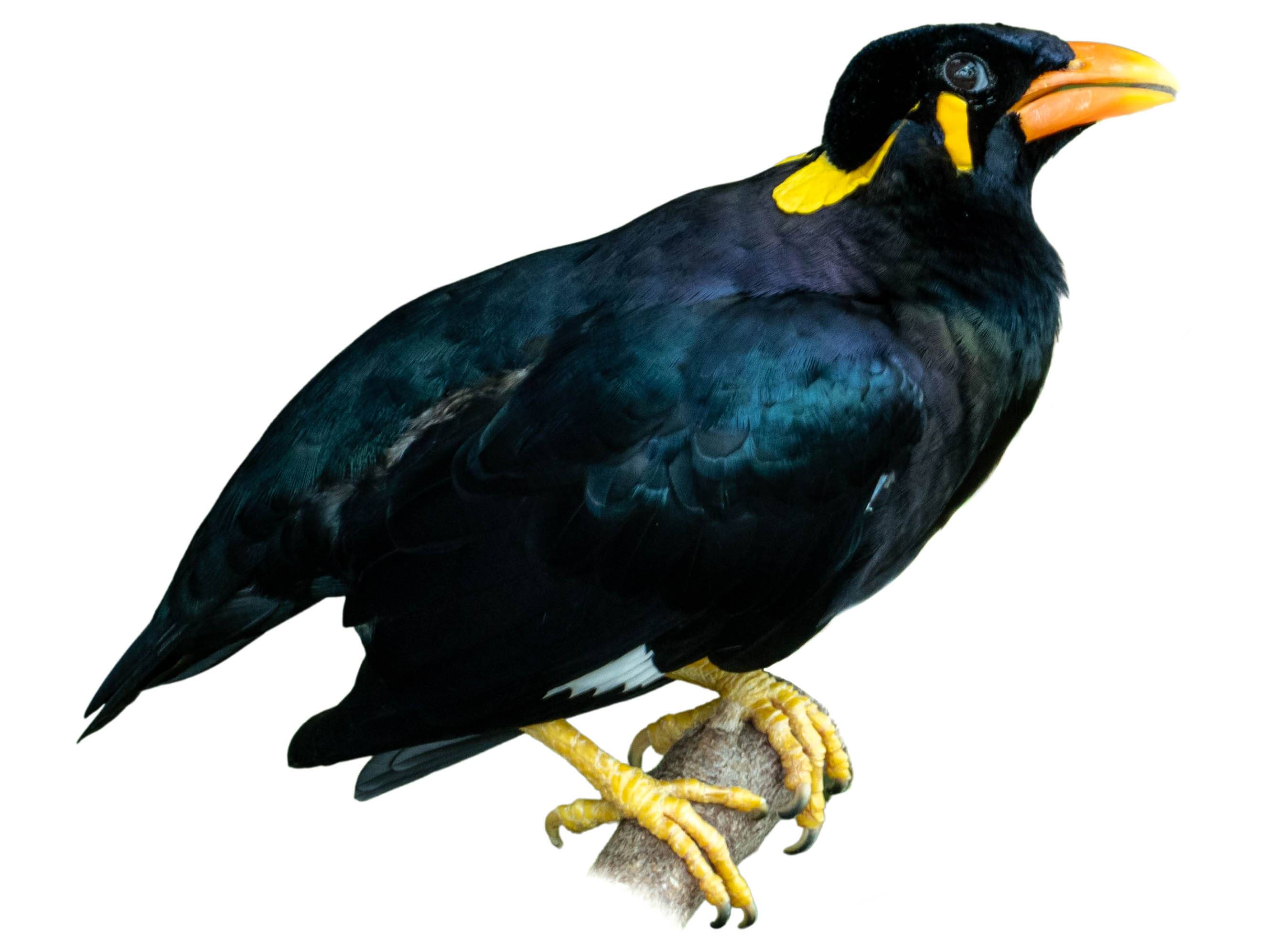 A photo of a Common Hill Myna (Gracula religiosa)