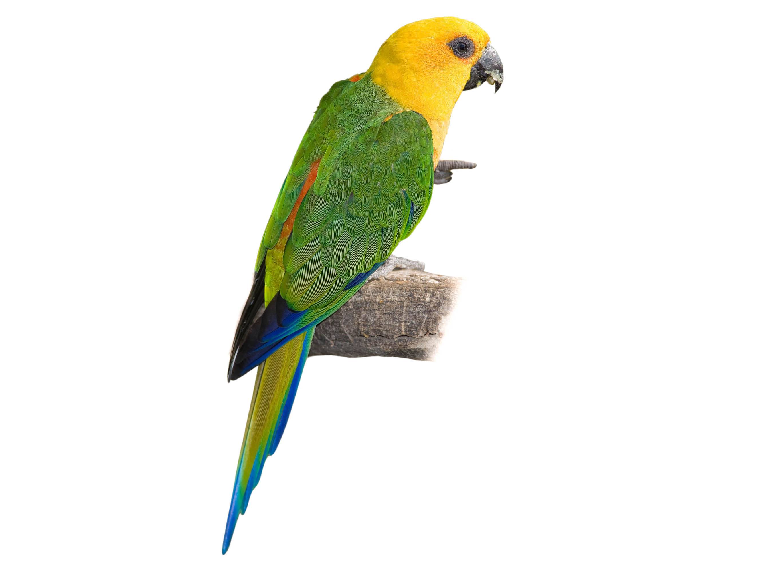 A photo of a Jandaya Parakeet (Aratinga jandaya)