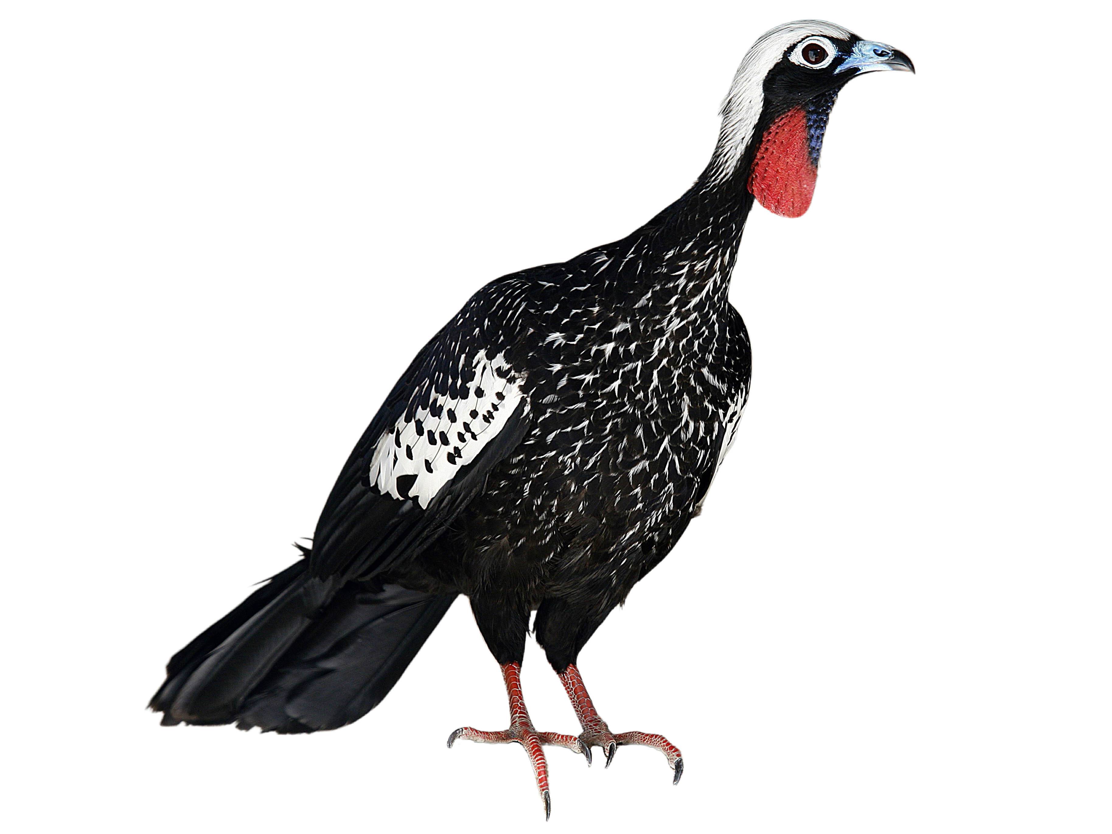 A photo of a Black-fronted Piping Guan (Pipile jacutinga)