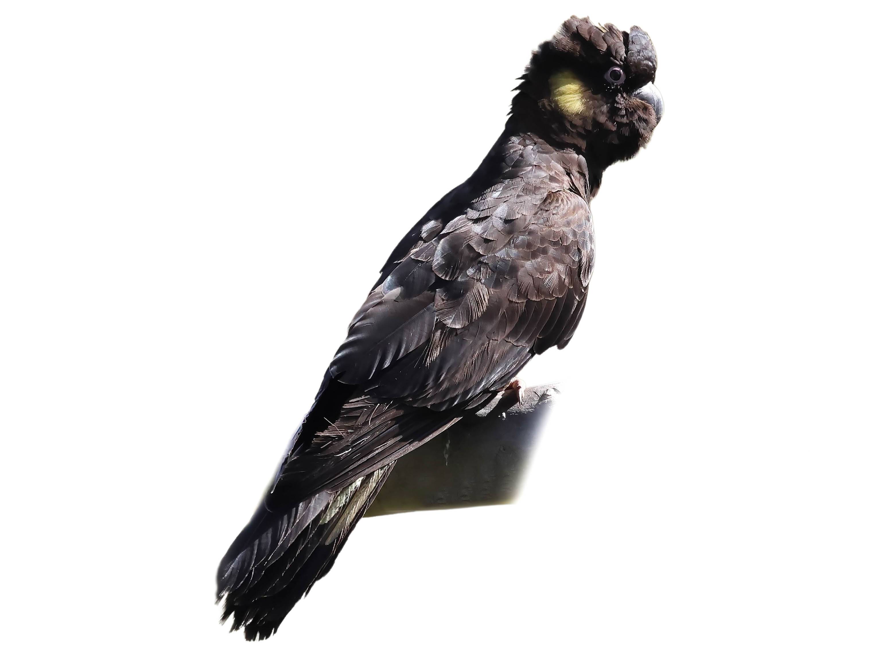 A photo of a Yellow-tailed Black Cockatoo (Zanda funerea)