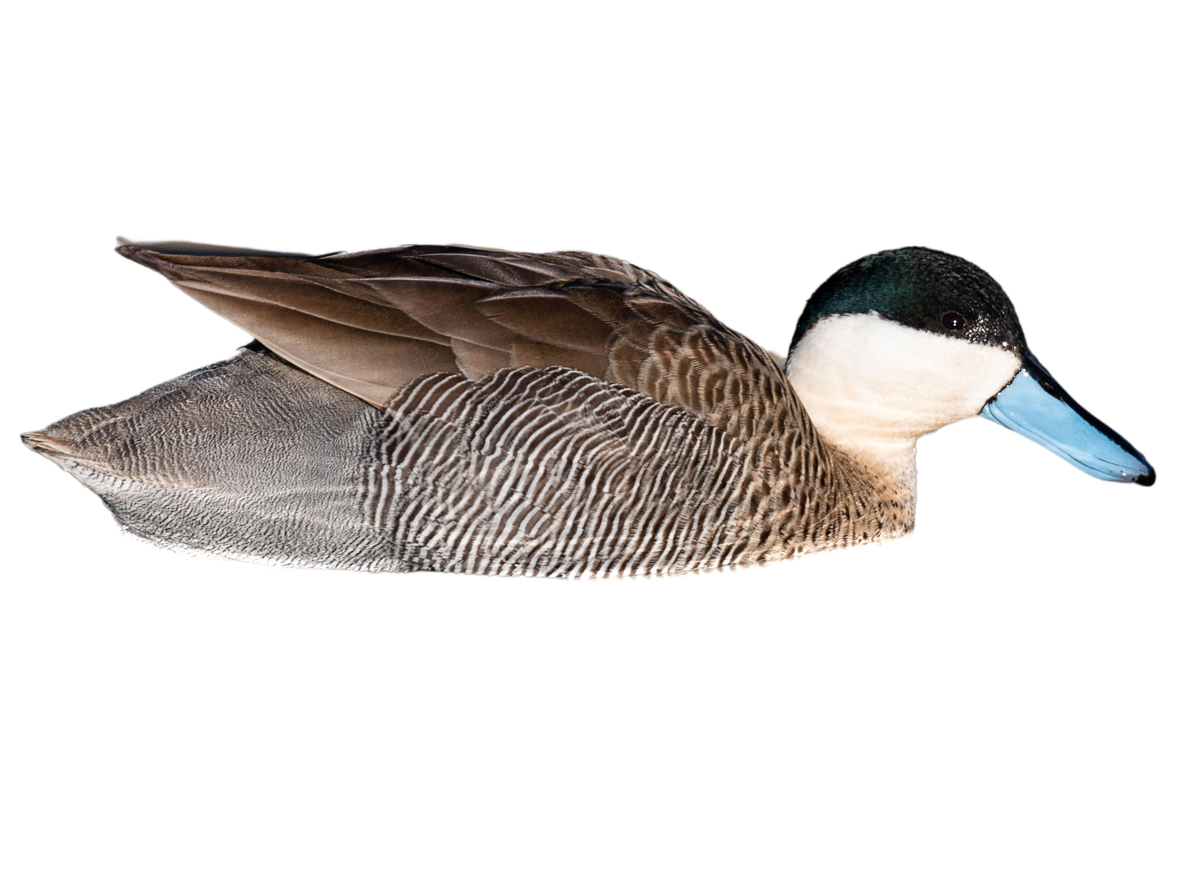 A photo of a Puna Teal (Spatula puna)