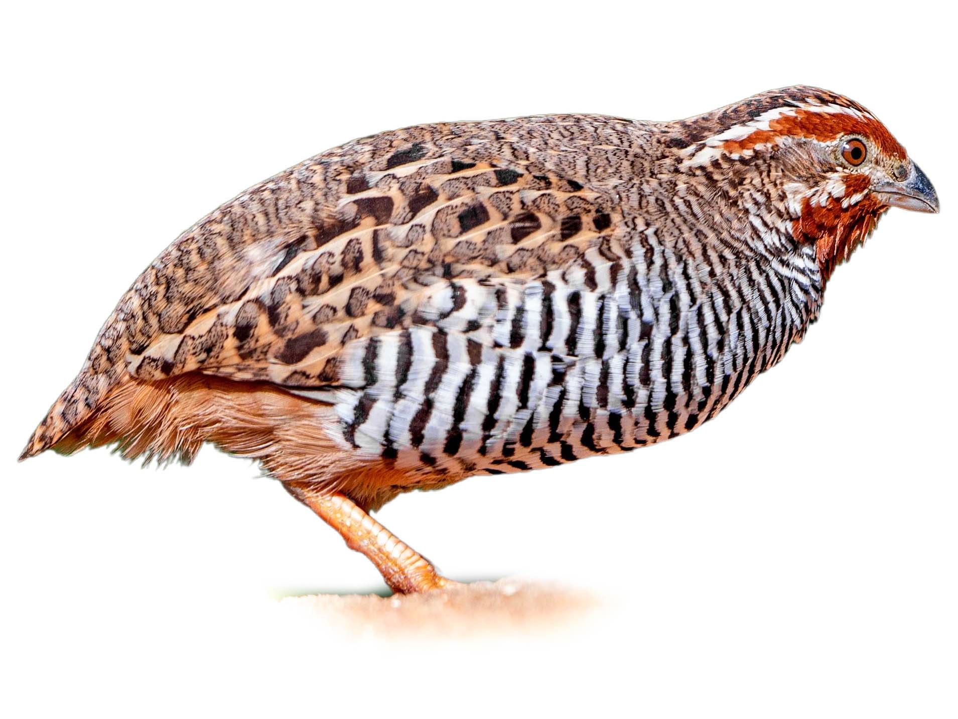 A photo of a Jungle Bush Quail (Perdicula asiatica), male