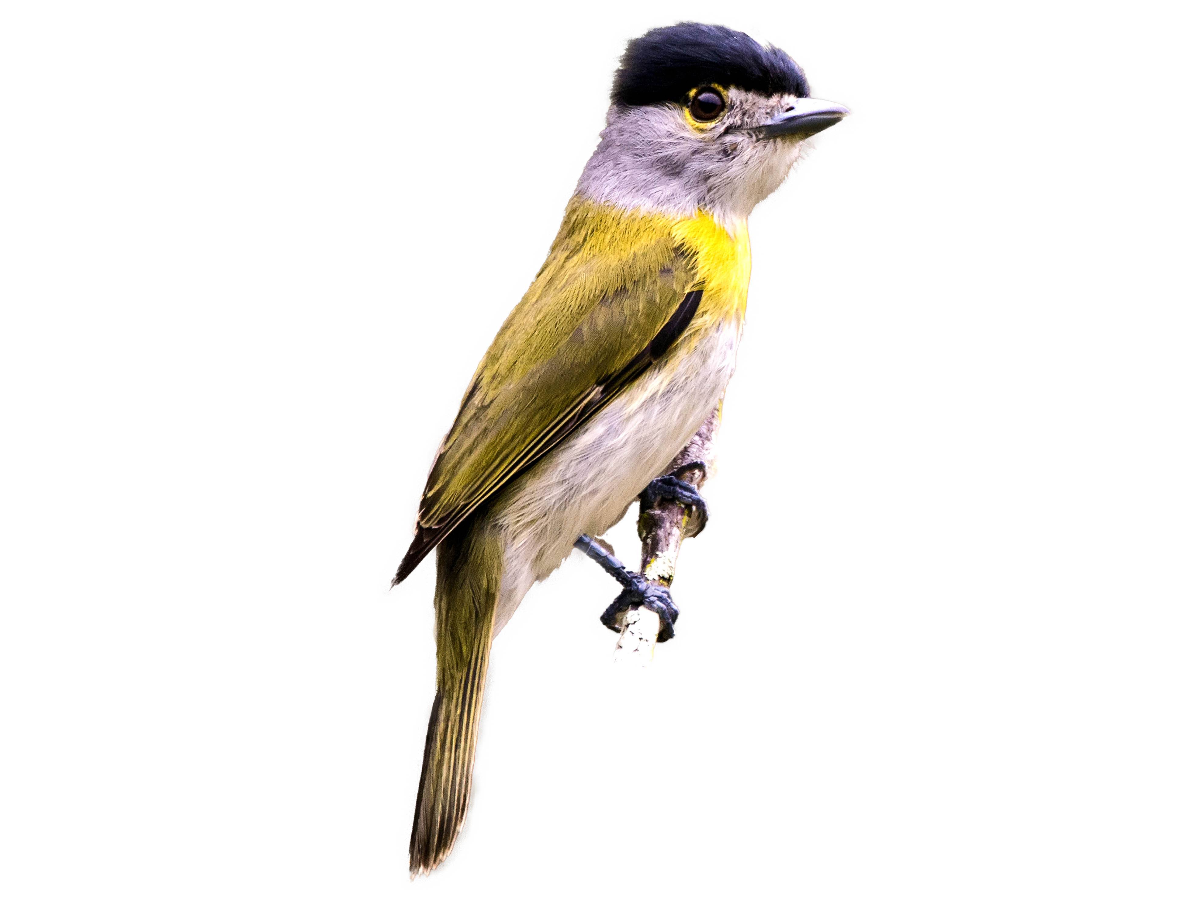 A photo of a Green-backed Becard (Pachyramphus viridis)