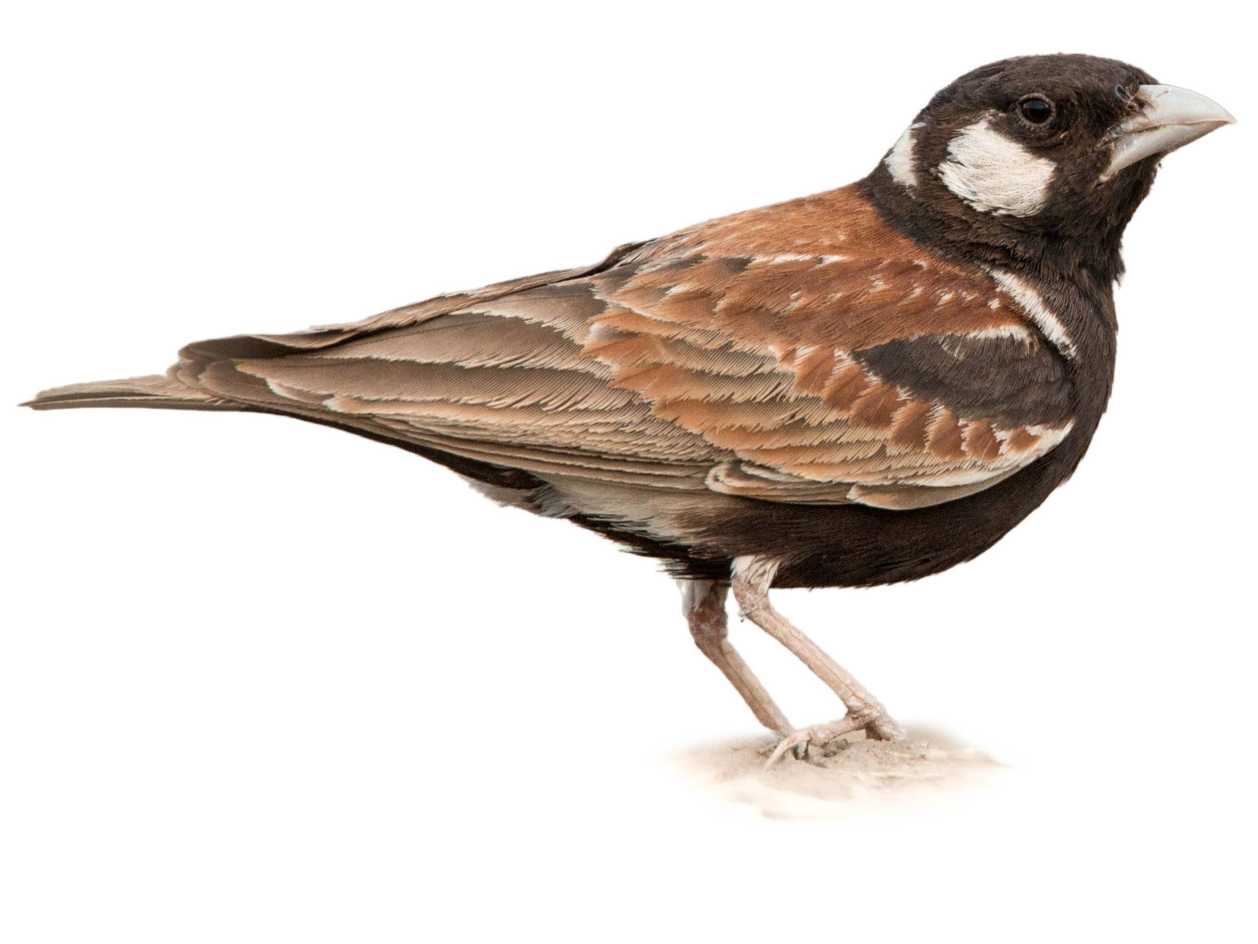 A photo of a Chestnut-backed Sparrow-Lark (Eremopterix leucotis), male