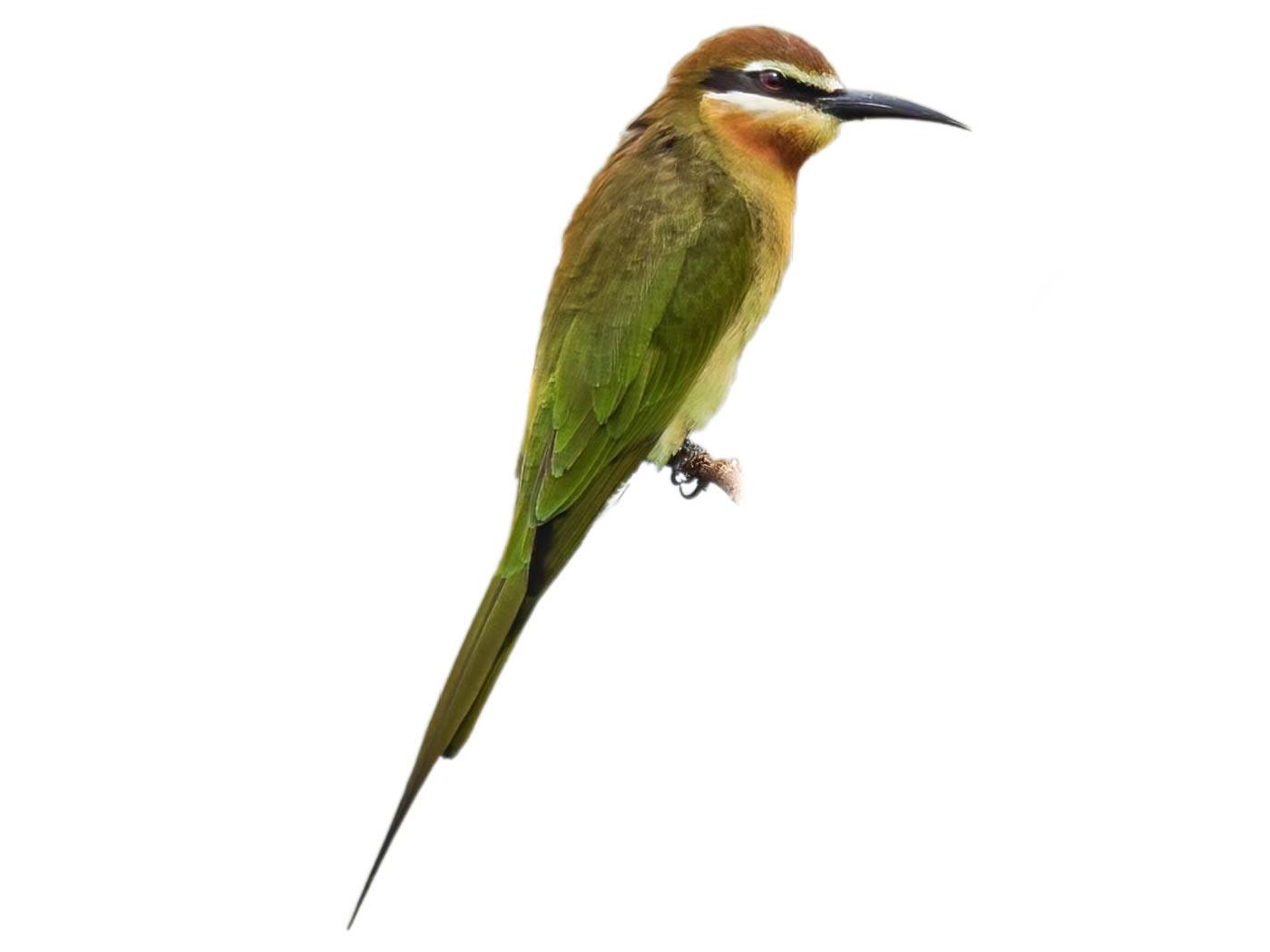 A photo of a Olive Bee-eater (Merops superciliosus)