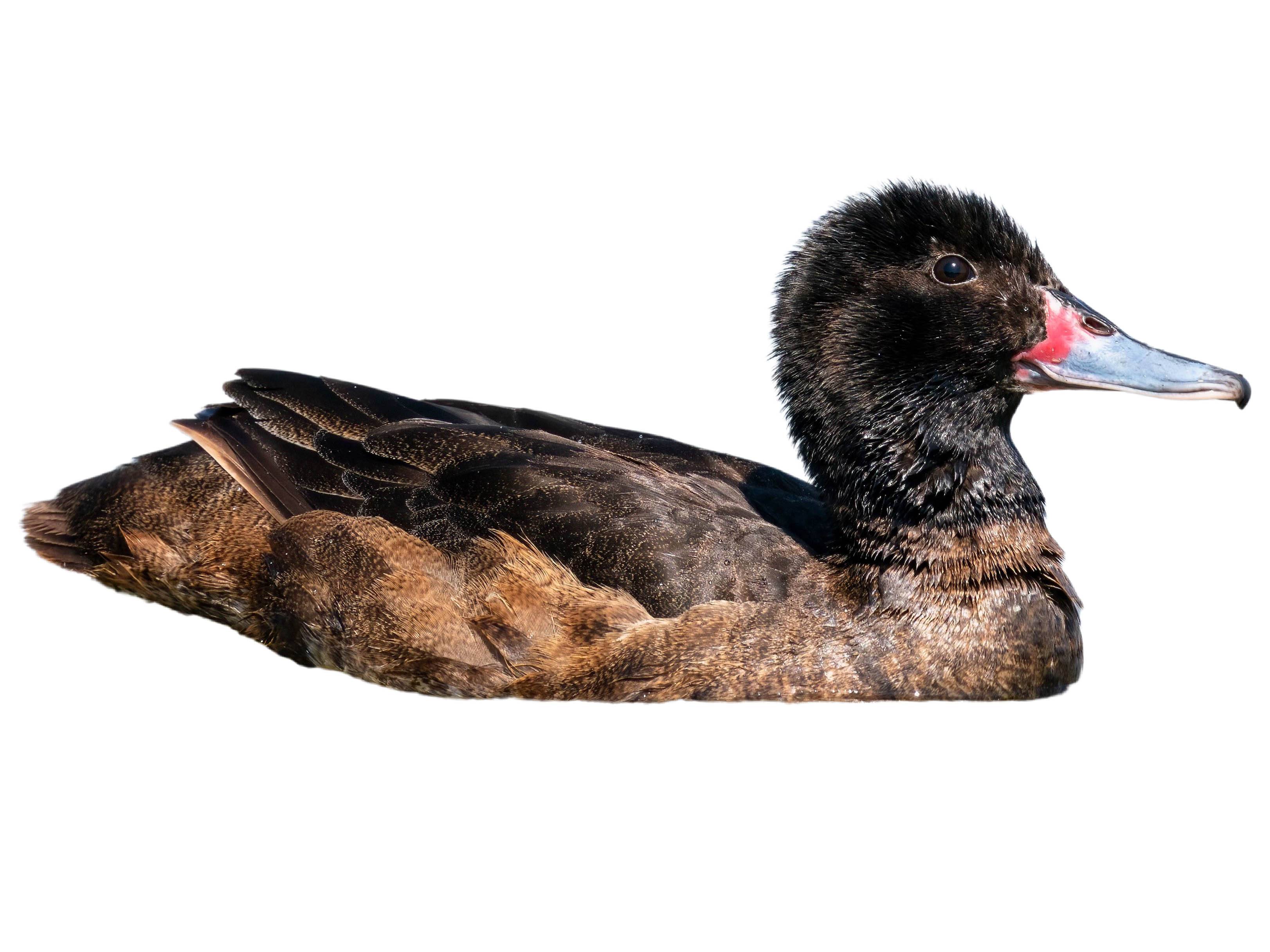 A photo of a Black-headed Duck (Heteronetta atricapilla), male