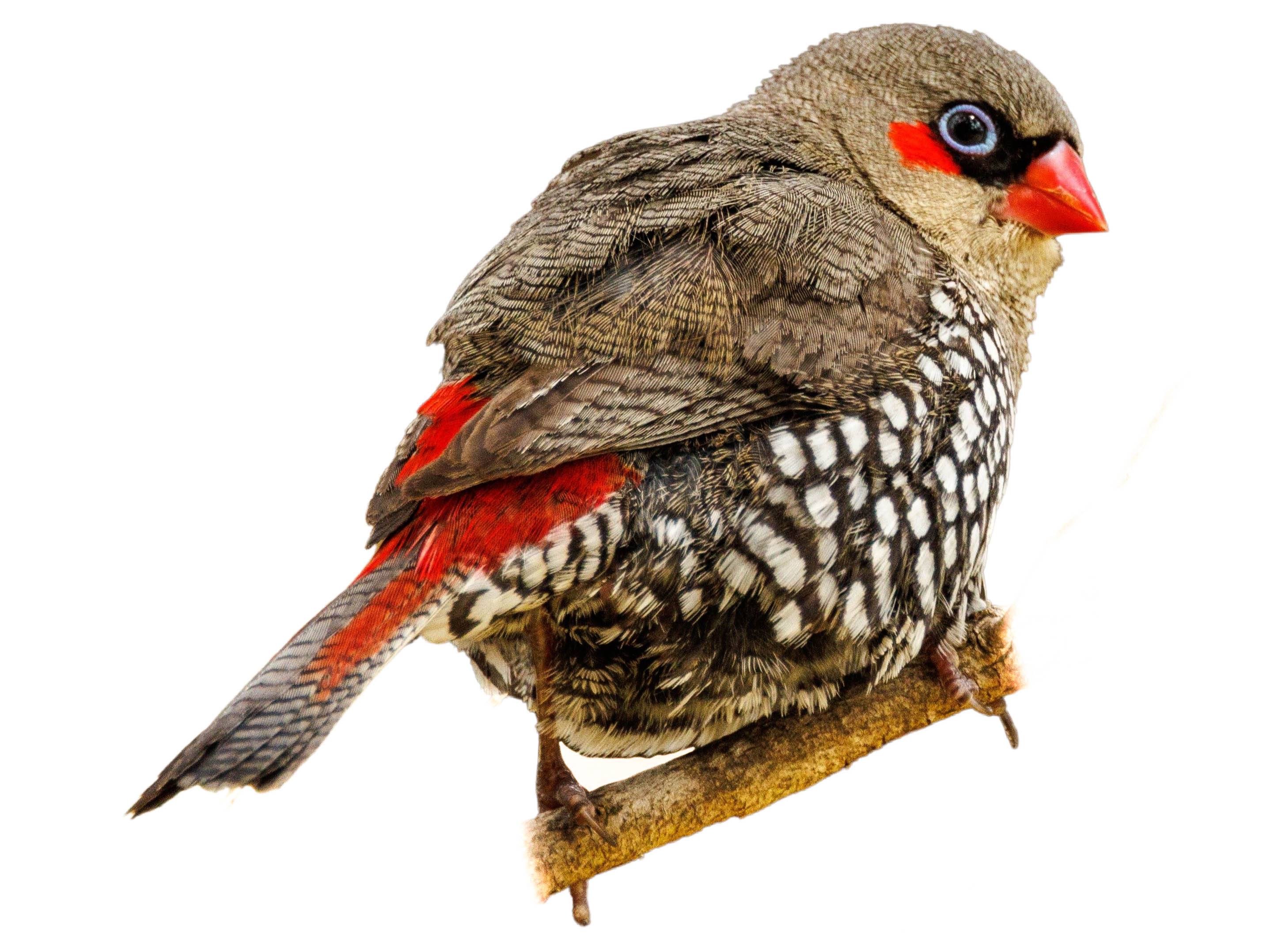 A photo of a Red-eared Firetail (Stagonopleura oculata)