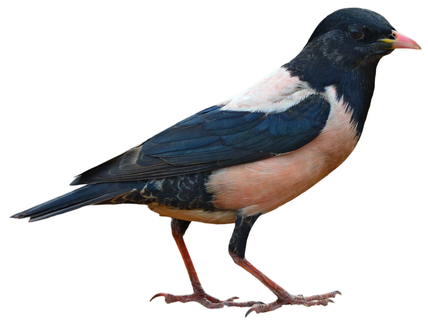 A photo of a Rosy Starling (Pastor roseus)