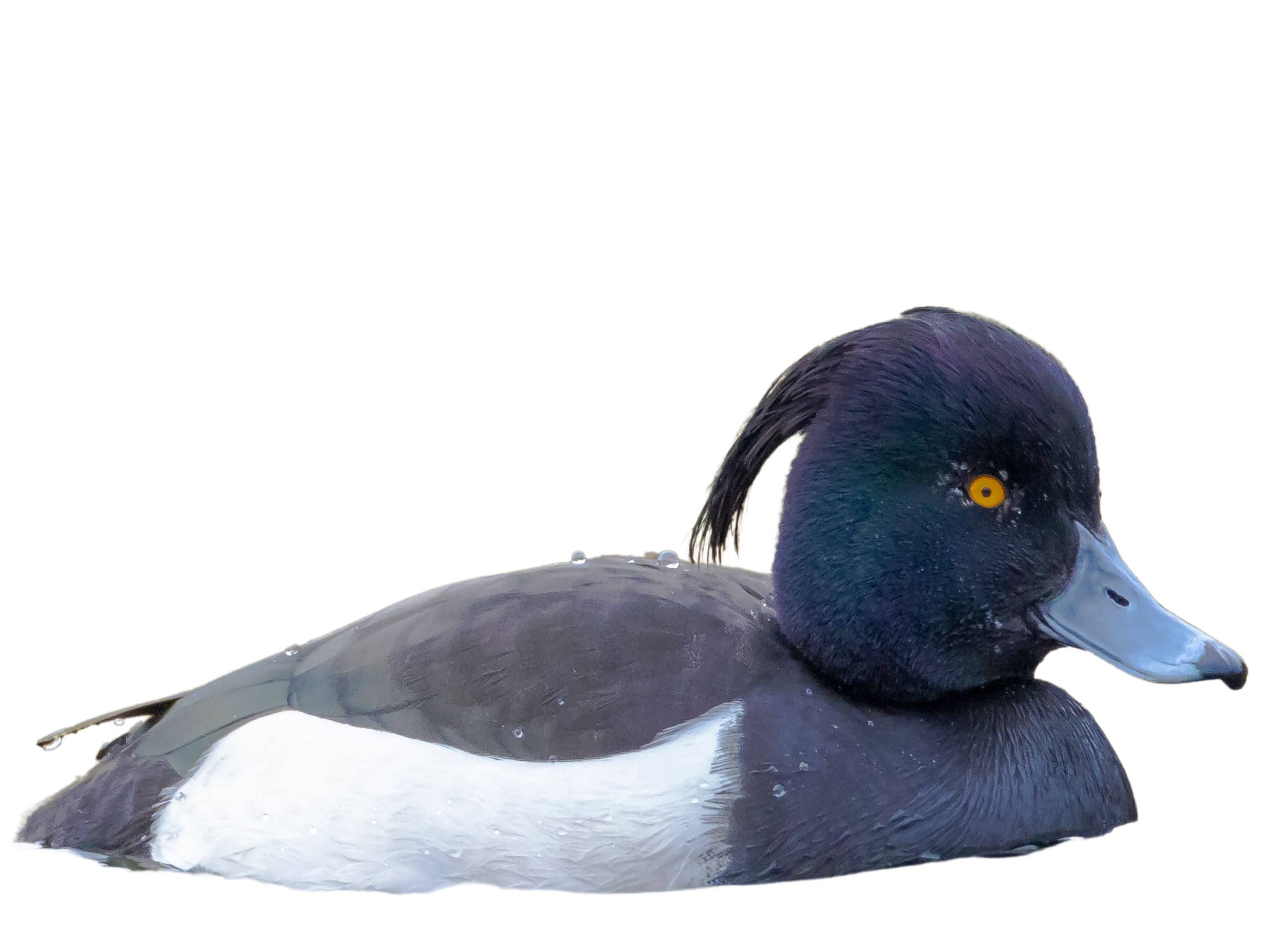 A photo of a Tufted Duck (Aythya fuligula), male