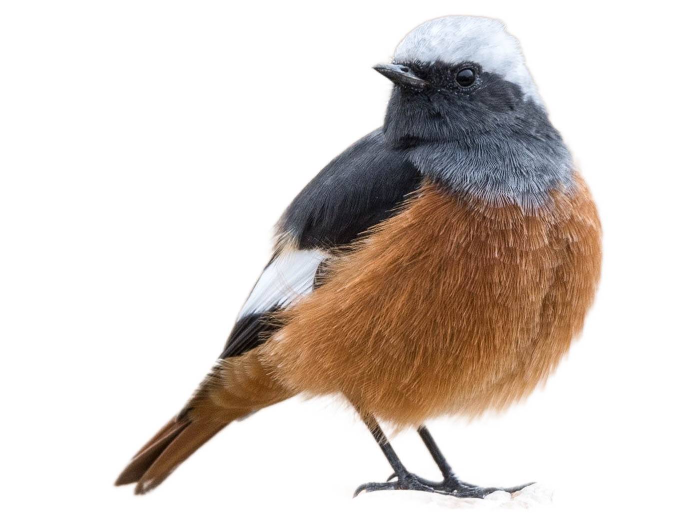 A photo of a Güldenstädt's Redstart (Phoenicurus erythrogastrus), male