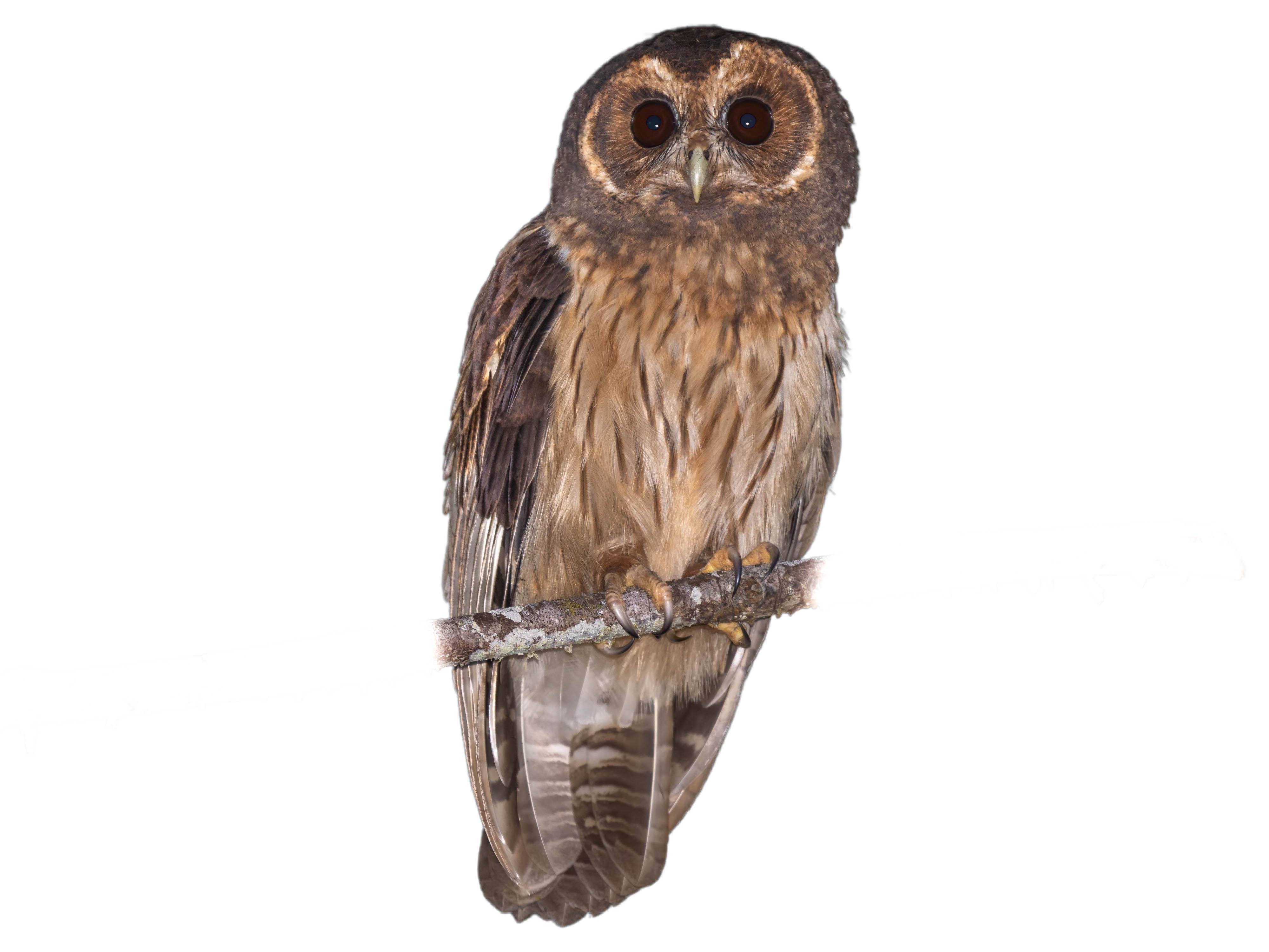 A photo of a Mottled Owl (Strix virgata)