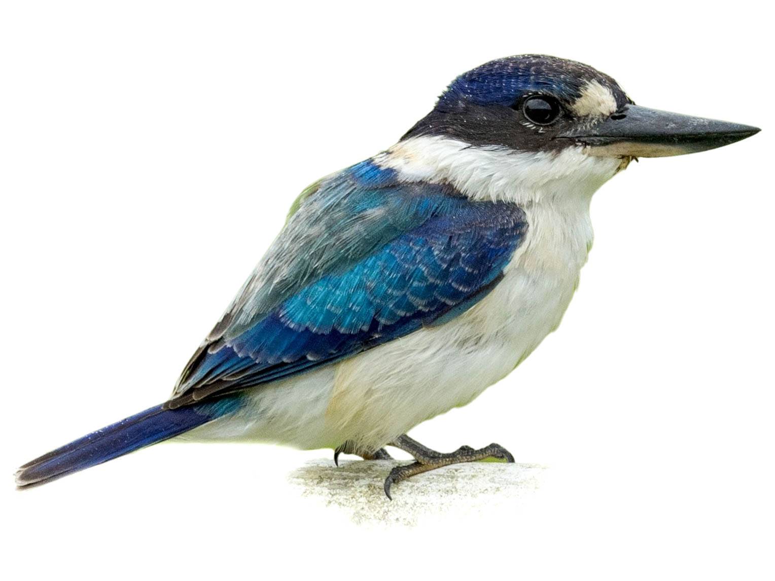 A photo of a Forest Kingfisher (Todiramphus macleayii)