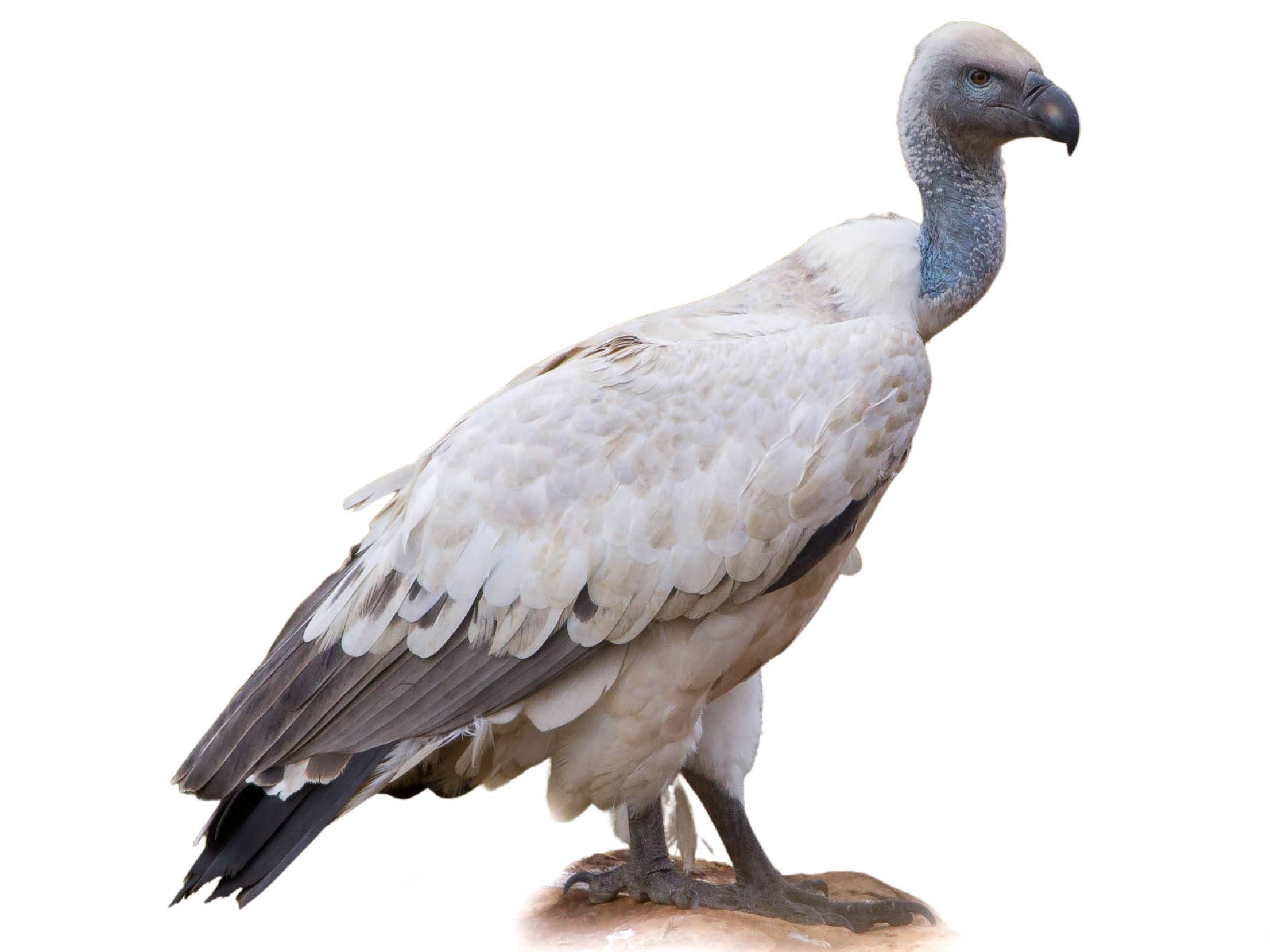 A photo of a Cape Vulture (Gyps coprotheres)