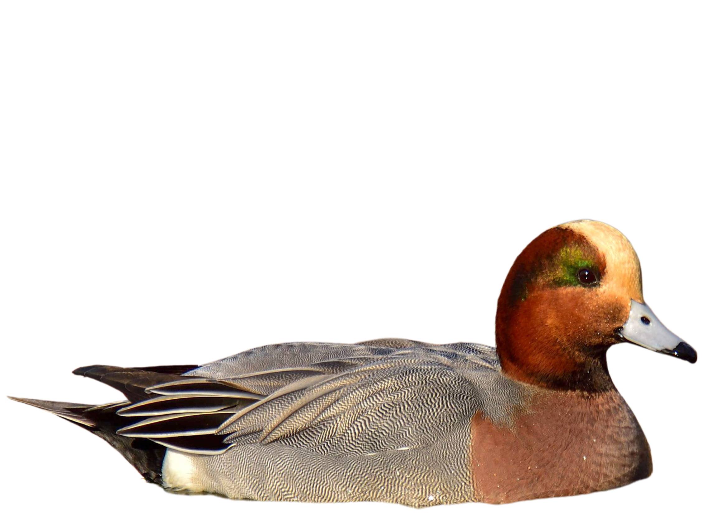 A photo of a Eurasian Wigeon (Mareca penelope), male