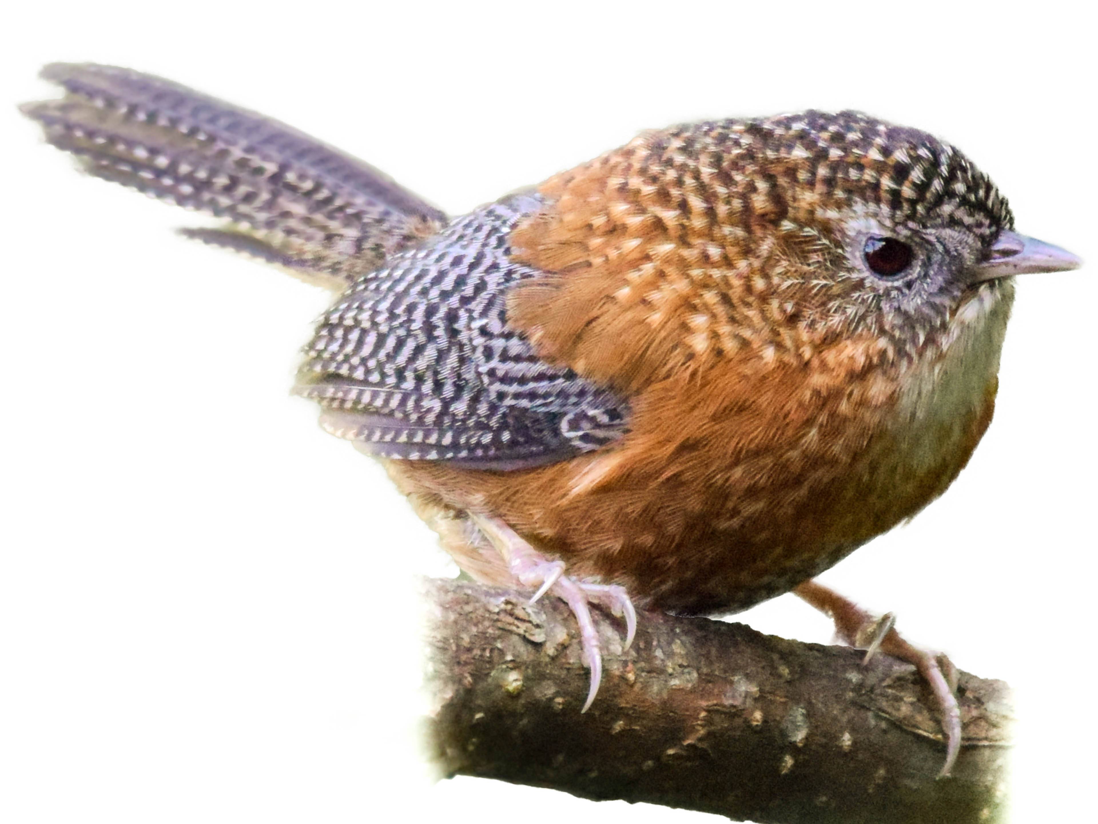 A photo of a Bar-winged Wren-Babbler (Spelaeornis troglodytoides)