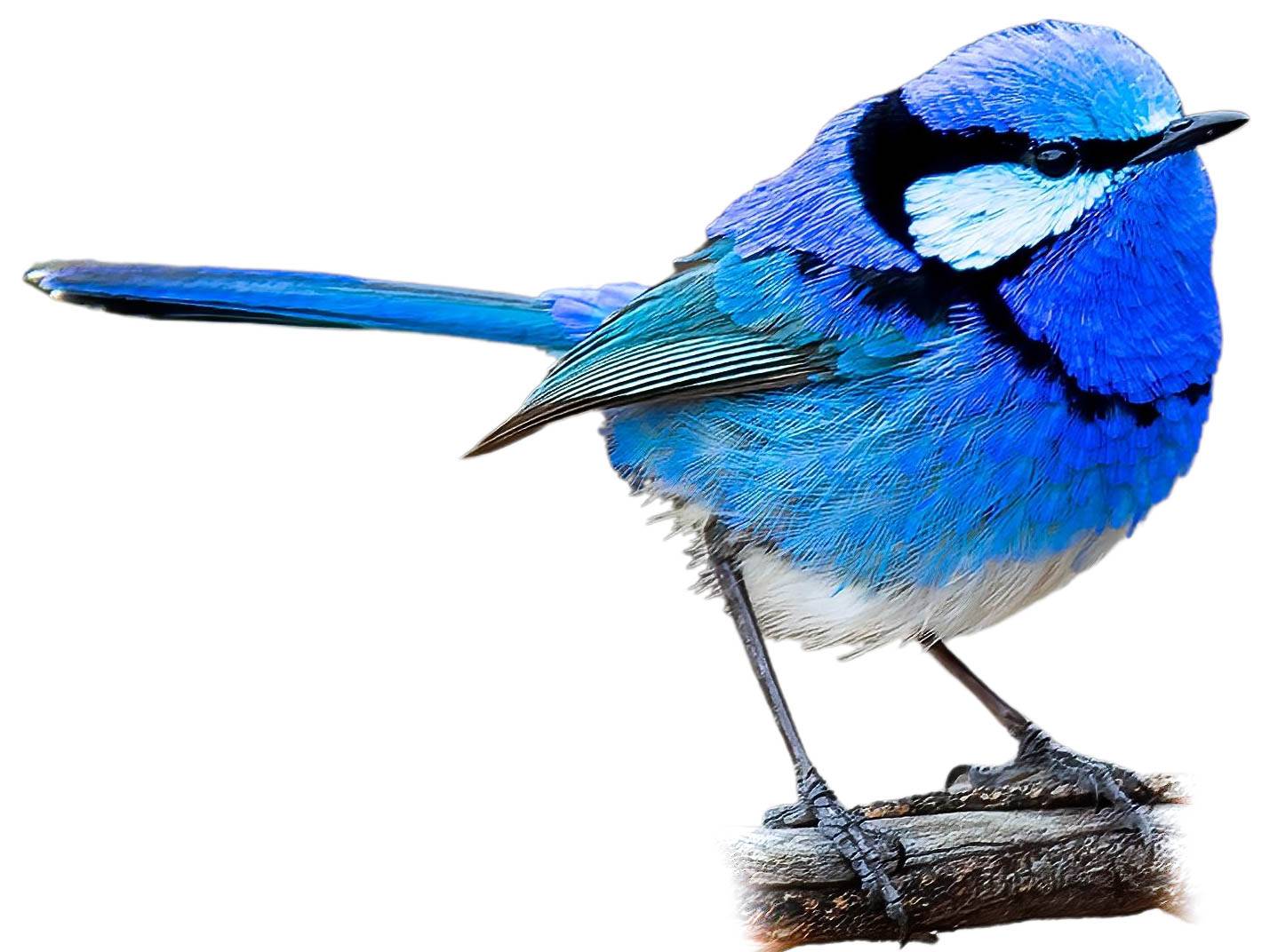 A photo of a Splendid Fairywren (Malurus splendens), male