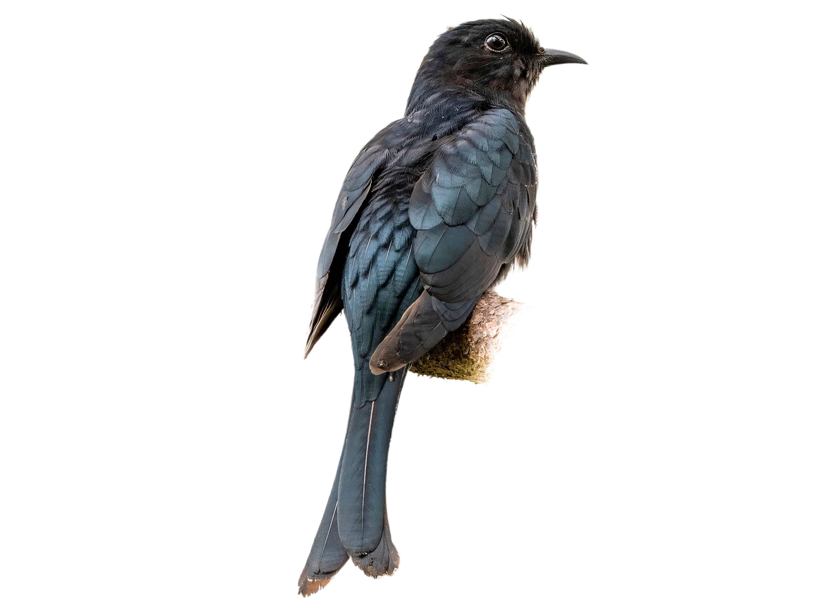 A photo of a Square-tailed Drongo-Cuckoo (Surniculus lugubris)