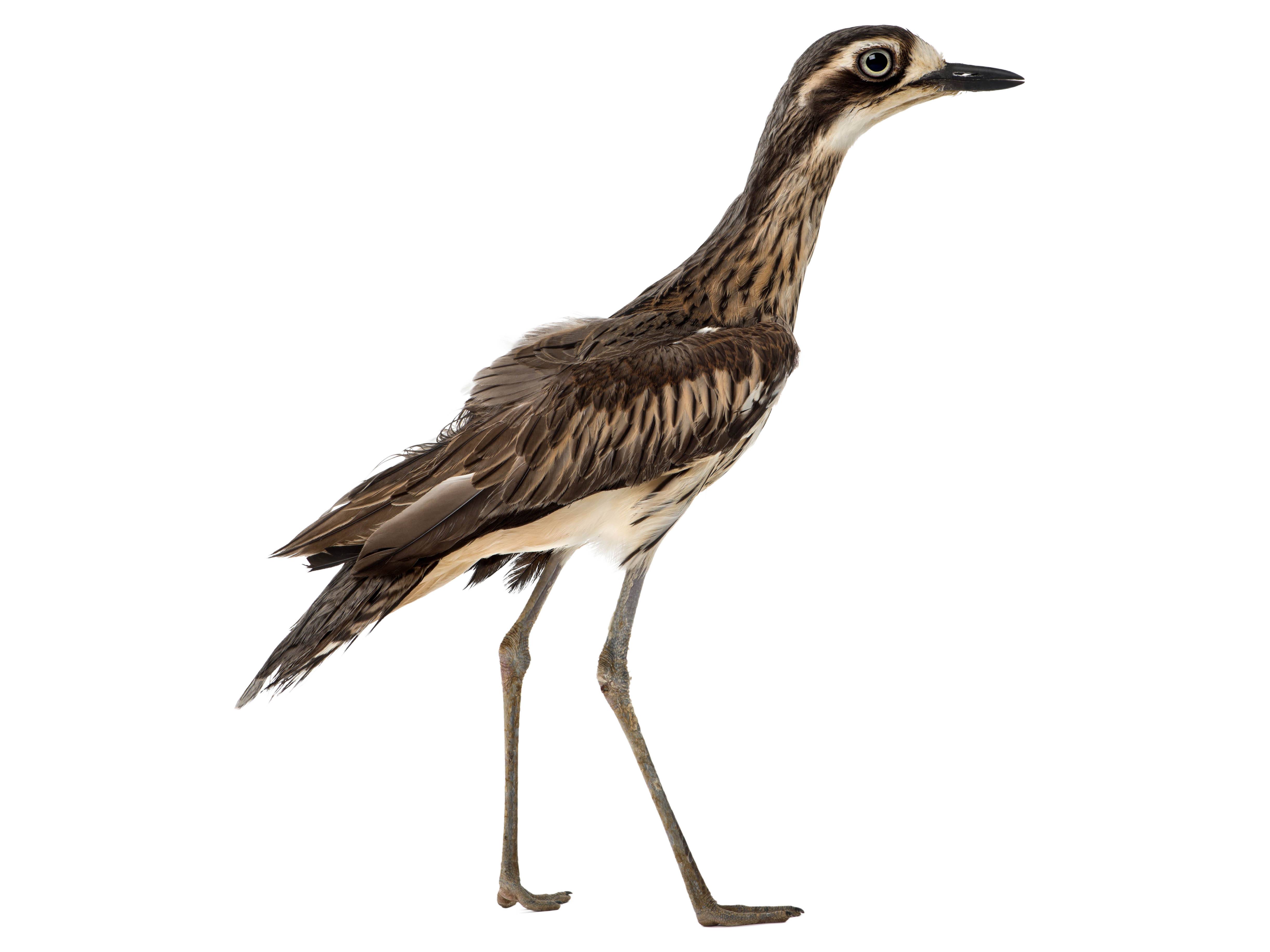 A photo of a Bush Stone-curlew (Burhinus grallarius)