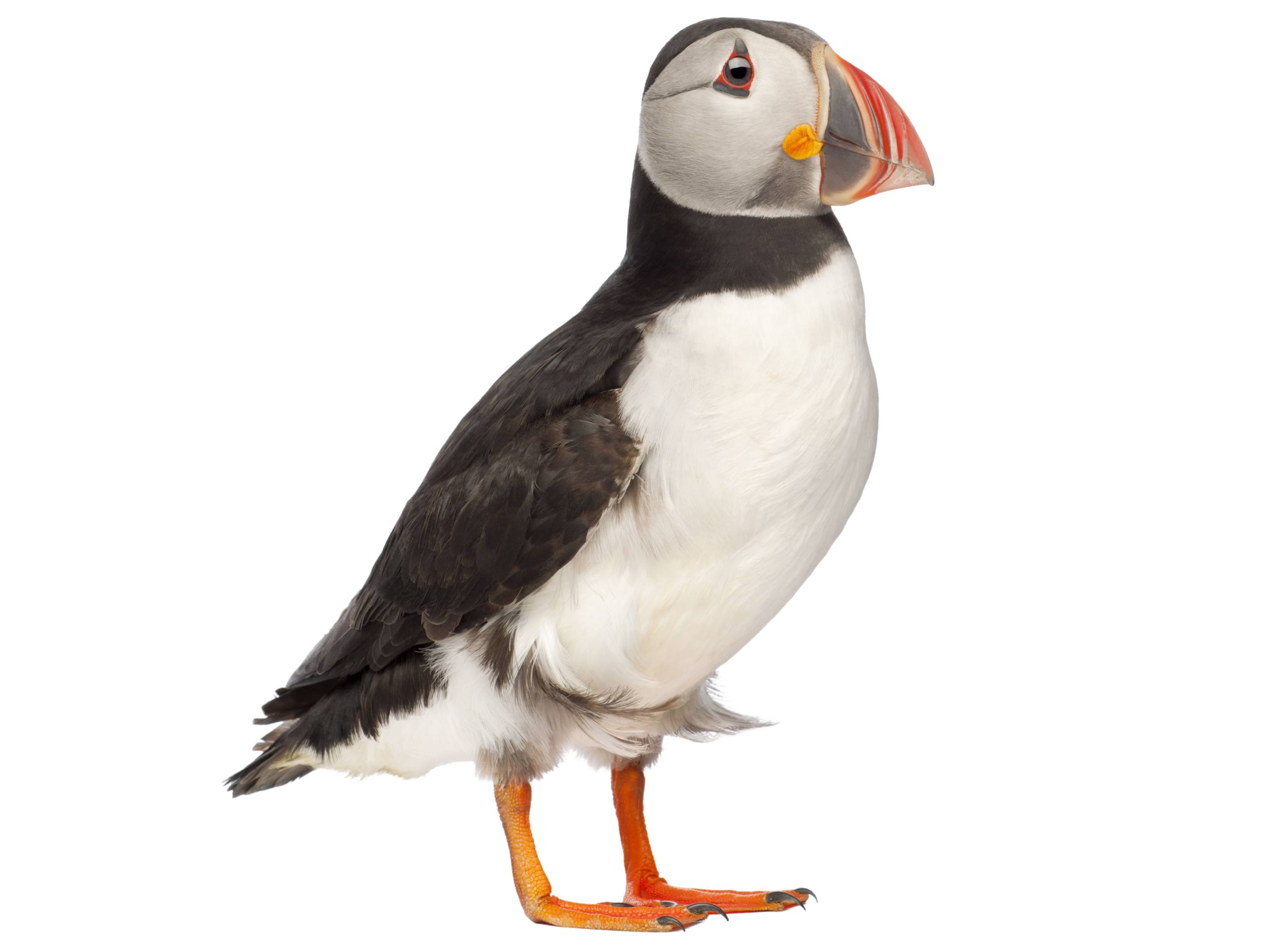 A photo of a Atlantic Puffin (Fratercula arctica)