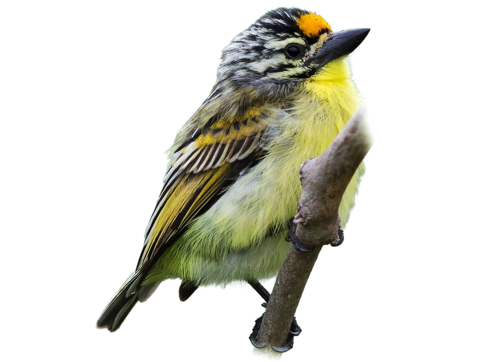 A photo of a Yellow-fronted Tinkerbird (Pogoniulus chrysoconus)