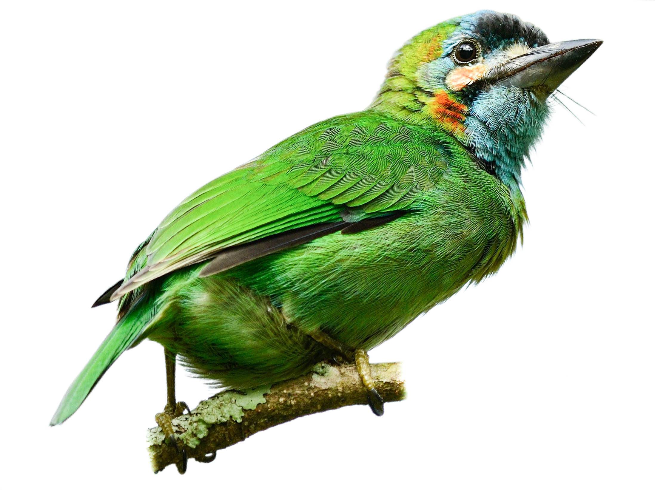 A photo of a Blue-eared Barbet (Psilopogon duvaucelii)