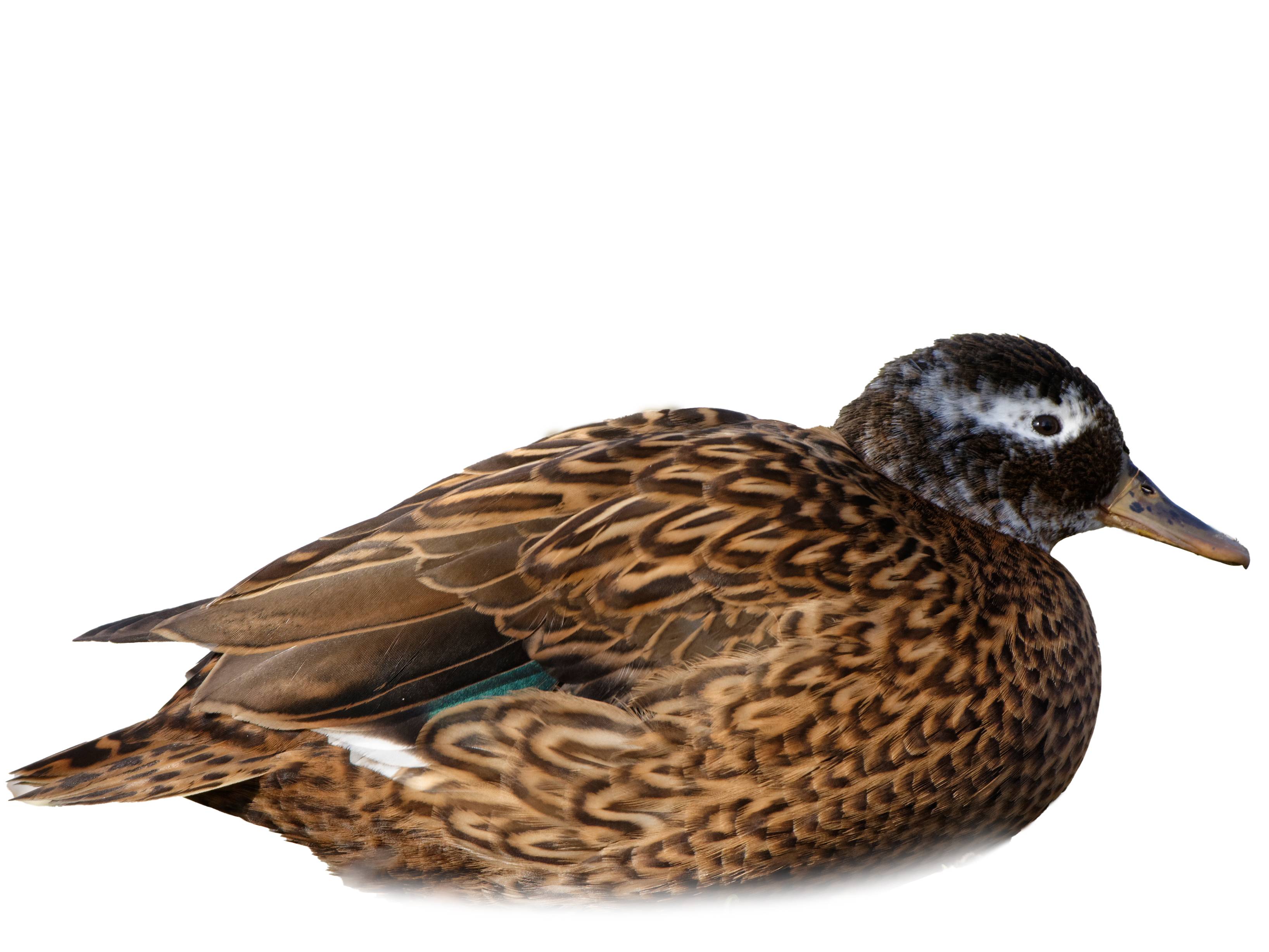 A photo of a Laysan Duck (Anas laysanensis), female