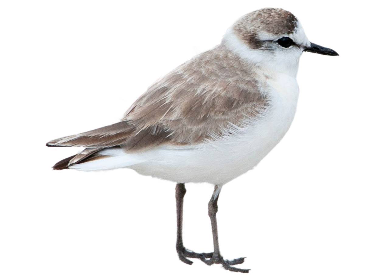 A photo of a White-fronted Plover (Charadrius marginatus), male