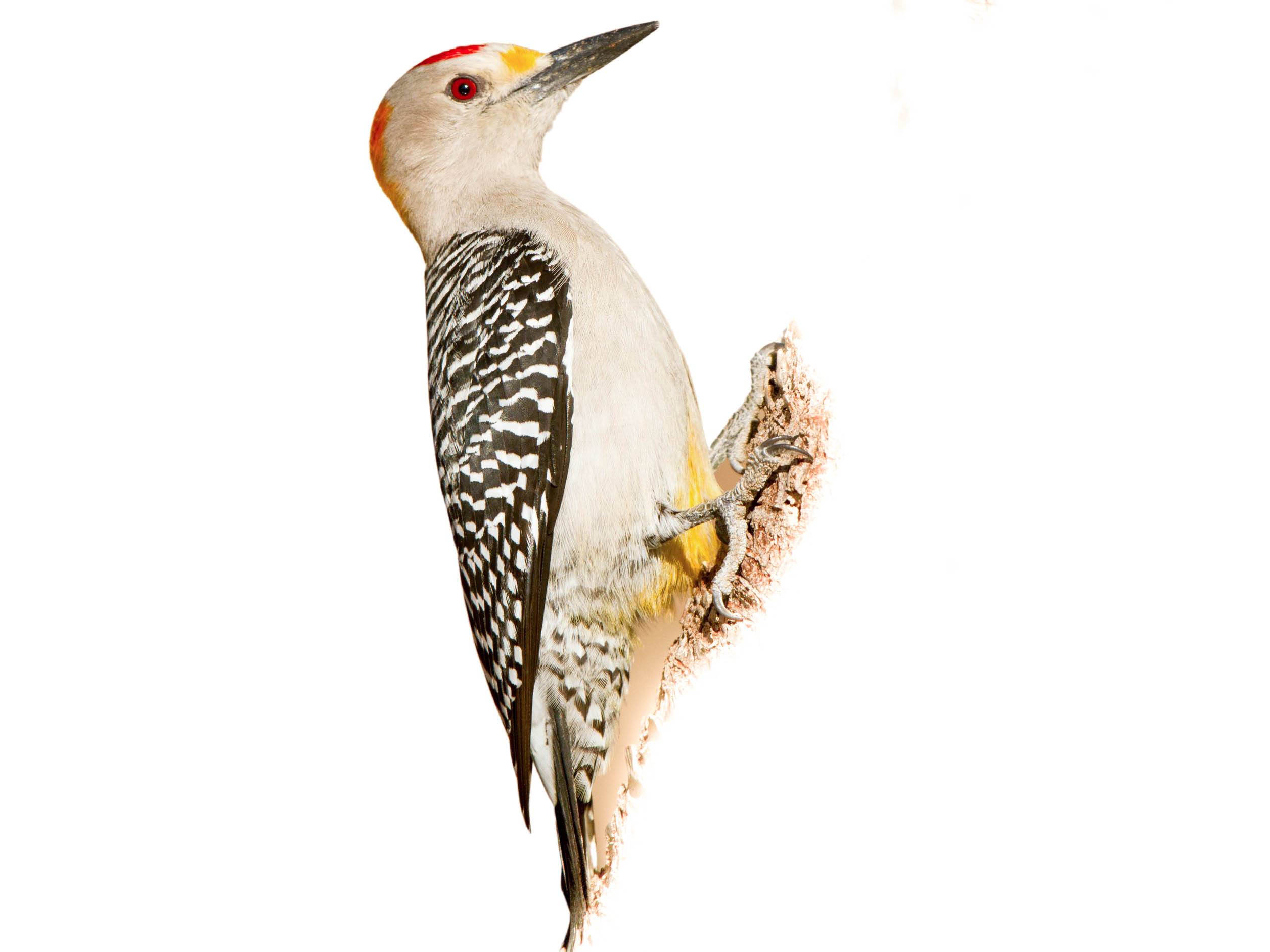 A photo of a Golden-fronted Woodpecker (Melanerpes aurifrons), male