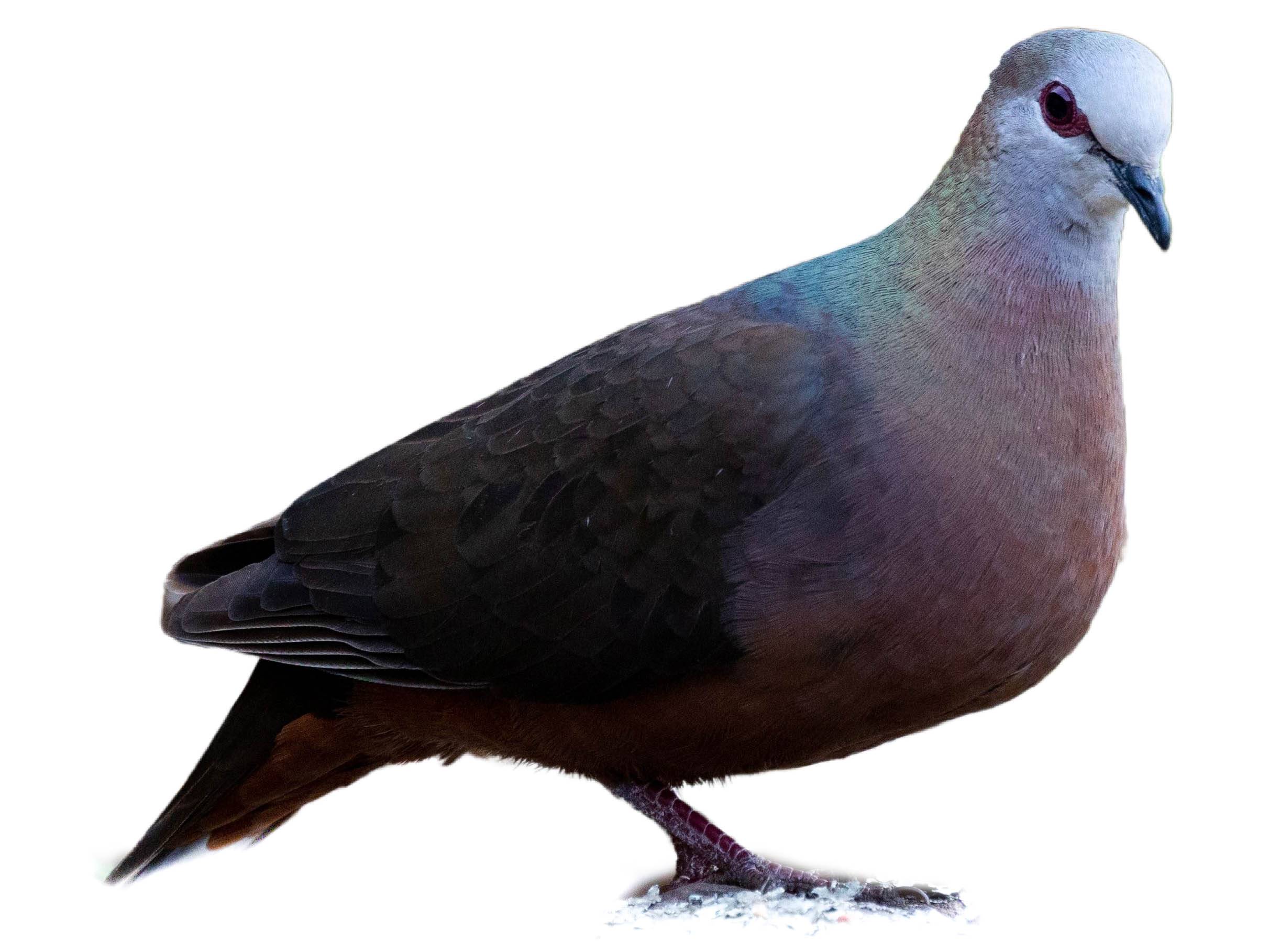 A photo of a Lemon Dove (Columba larvata)