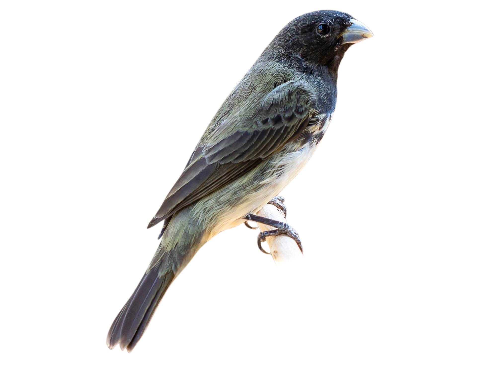 A photo of a Dubois's Seedeater (Sporophila ardesiaca), male