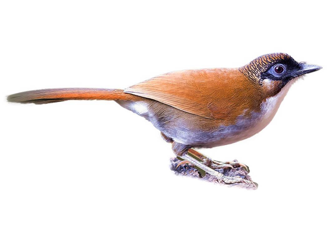 A photo of a Grey-sided Laughingthrush (Pterorhinus caerulatus)