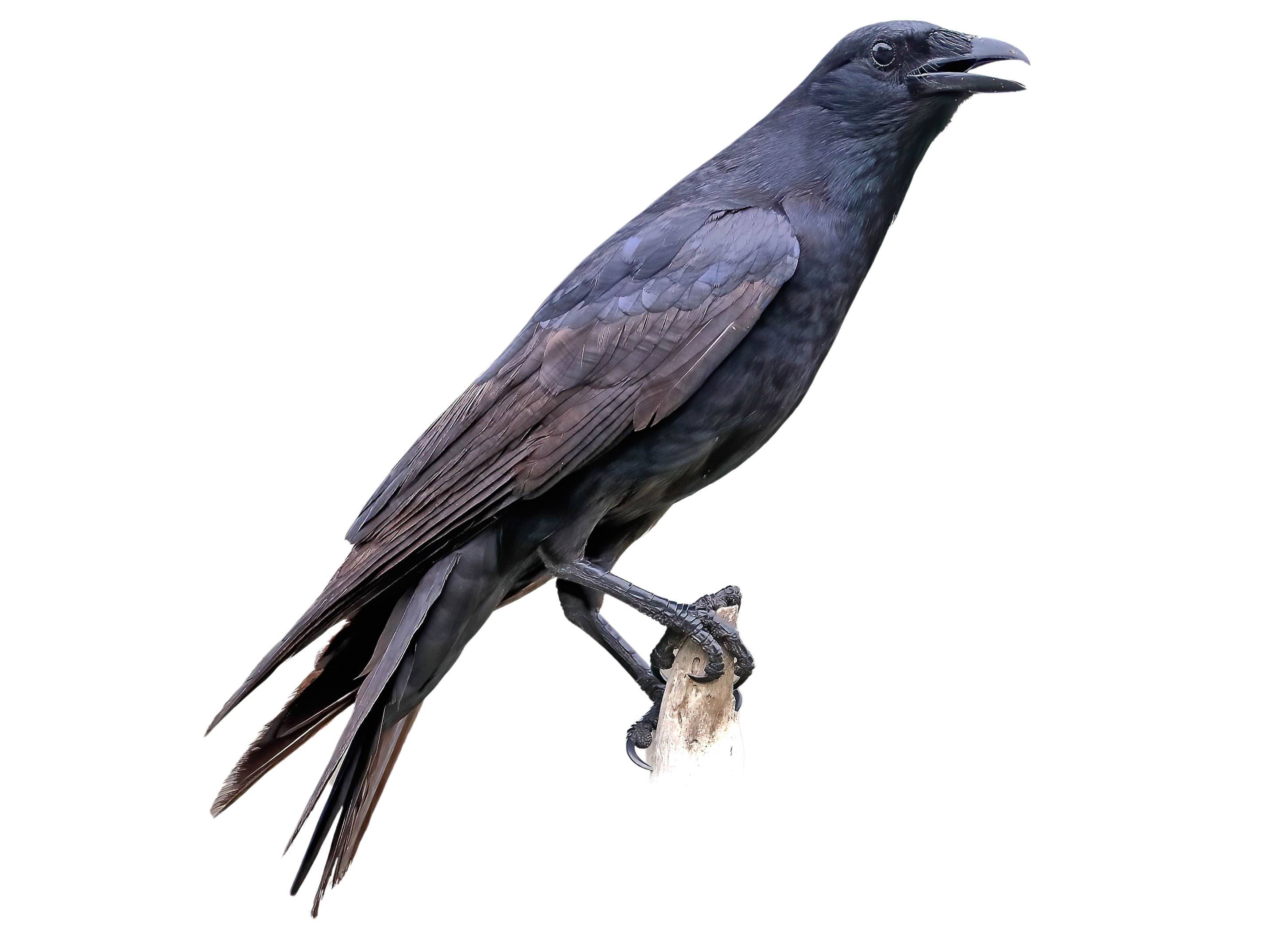 A photo of a Tamaulipas Crow (Corvus imparatus)