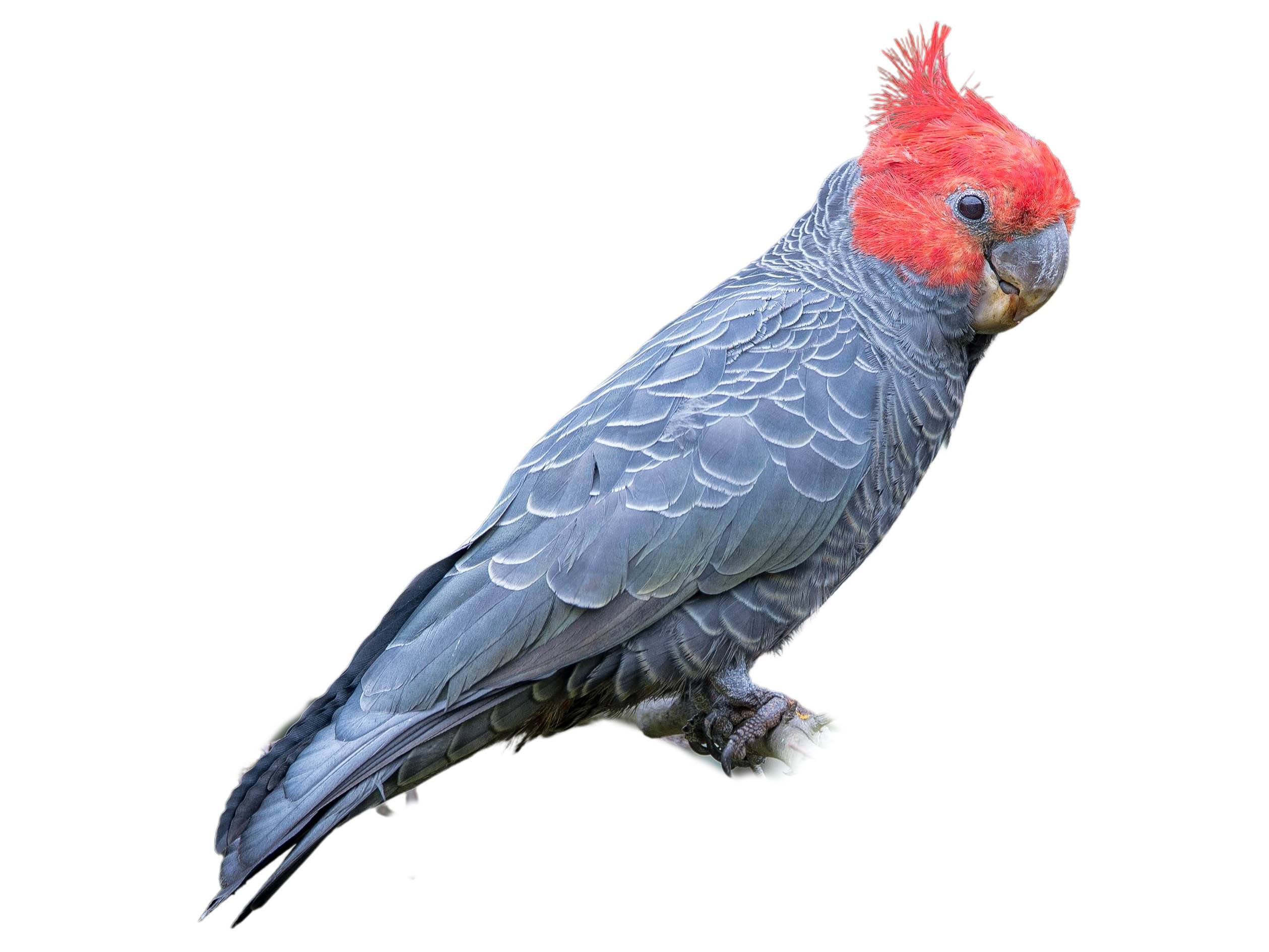 A photo of a Gang-gang Cockatoo (Callocephalon fimbriatum), male