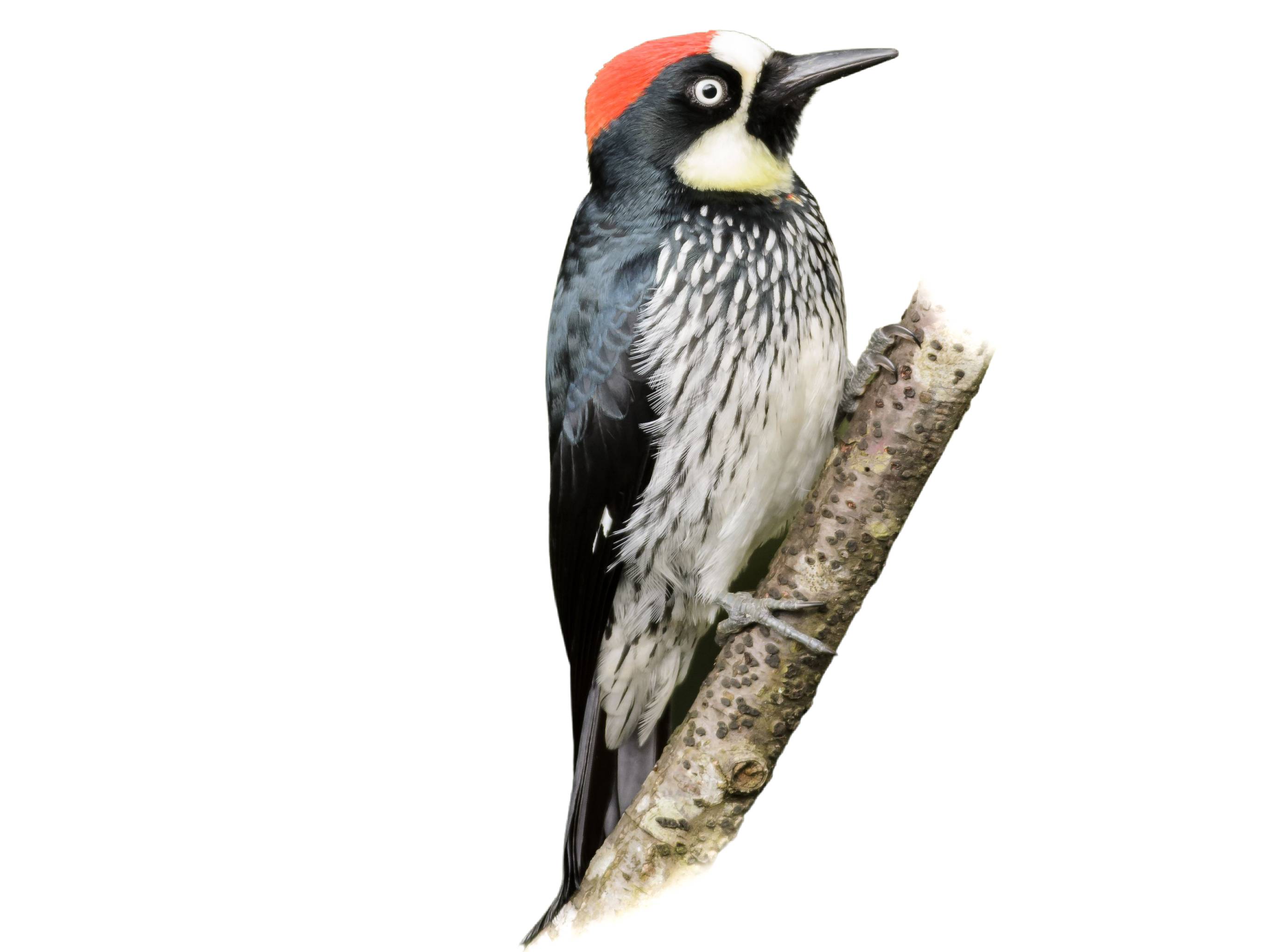 A photo of a Acorn Woodpecker (Melanerpes formicivorus), male