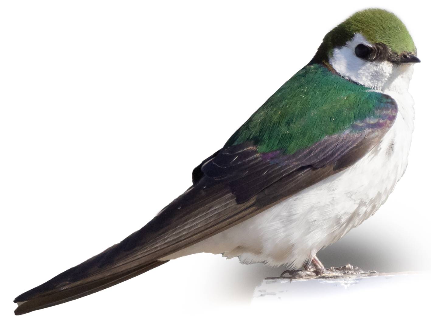 A photo of a Violet-green Swallow (Tachycineta thalassina), male