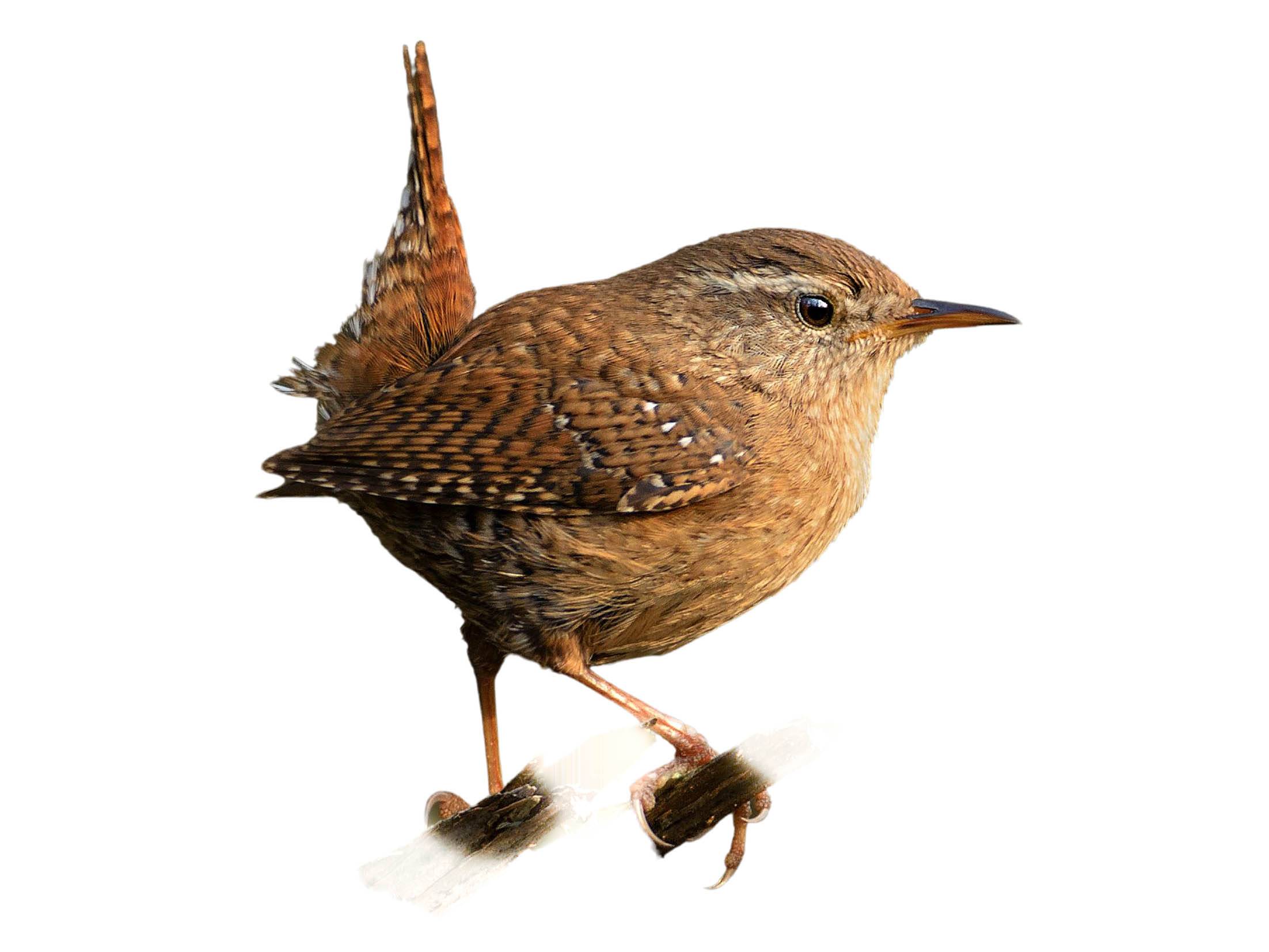 A photo of a Winter Wren (Troglodytes hiemalis)