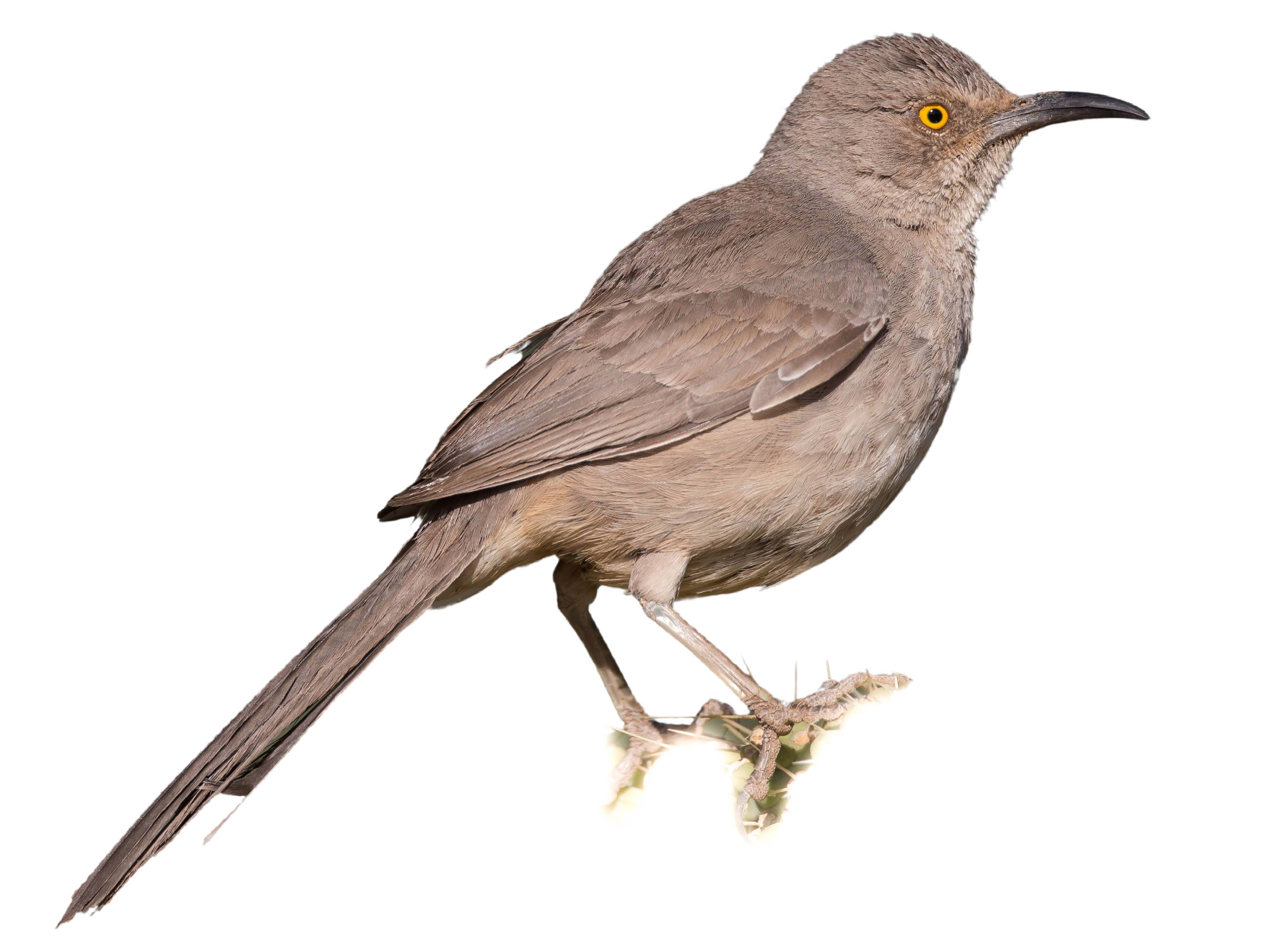 A photo of a Curve-billed Thrasher (Toxostoma curvirostre)