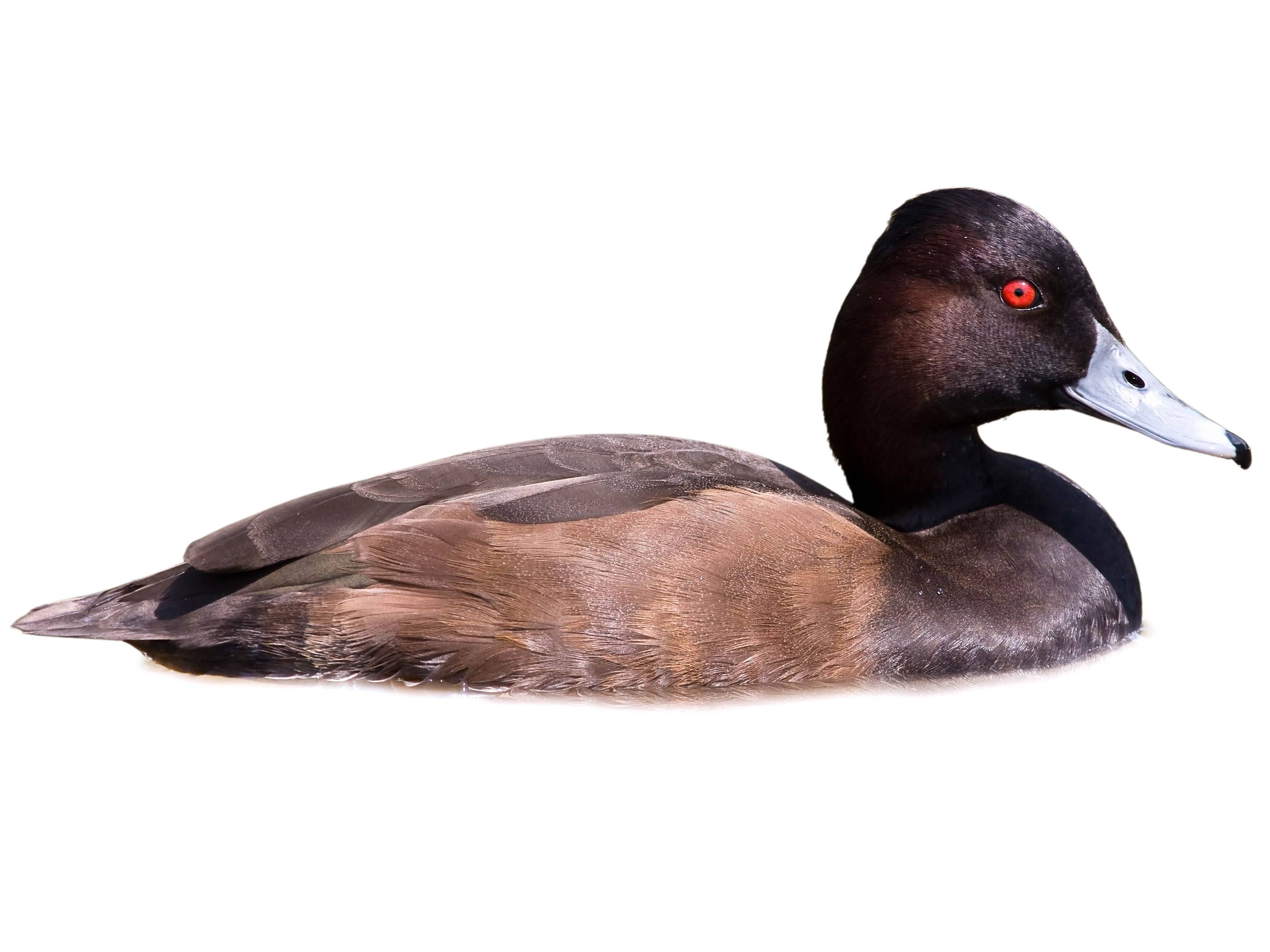 A photo of a Southern Pochard (Netta erythrophthalma), male