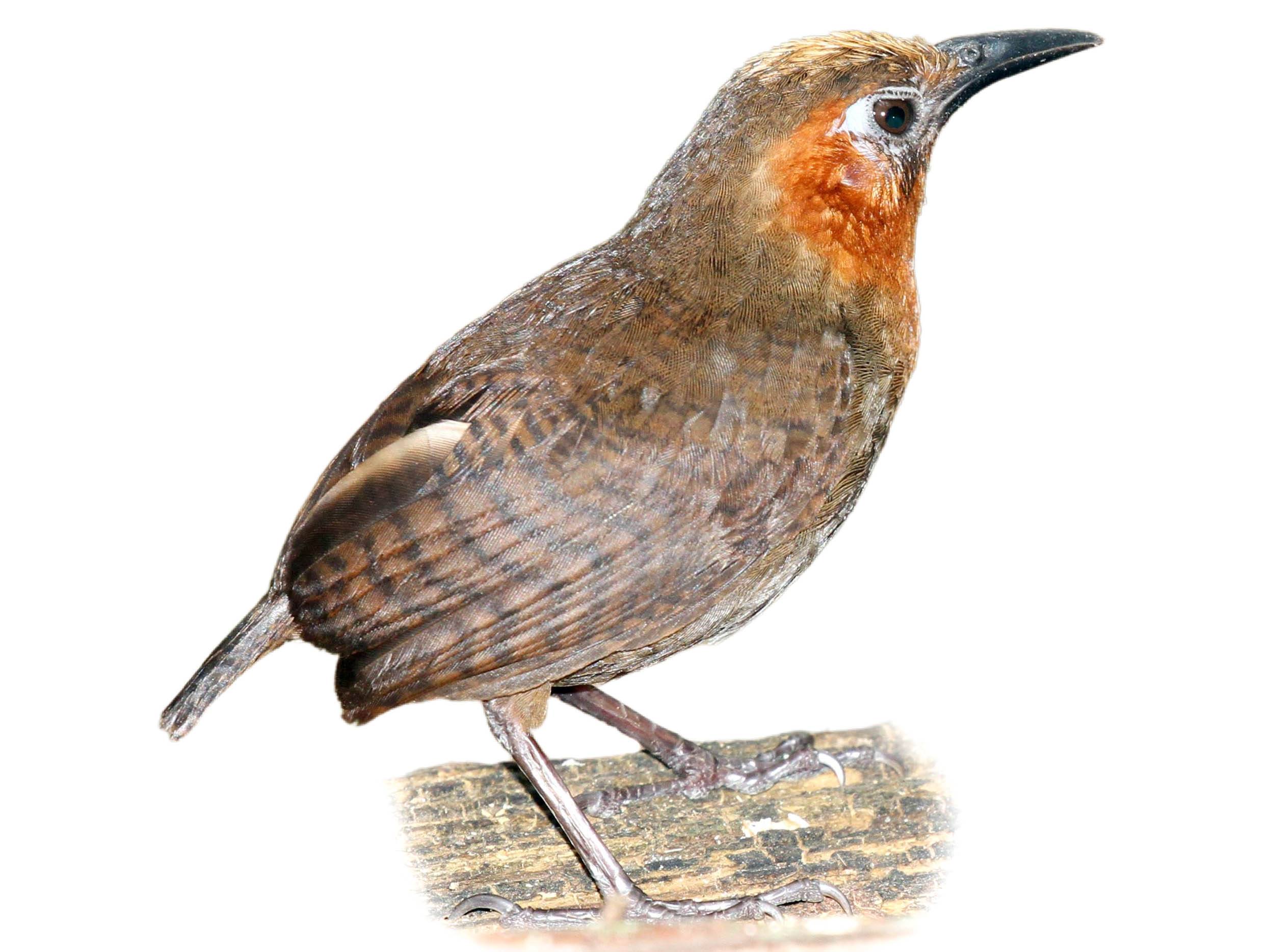 A photo of a Song Wren (Cyphorhinus phaeocephalus)