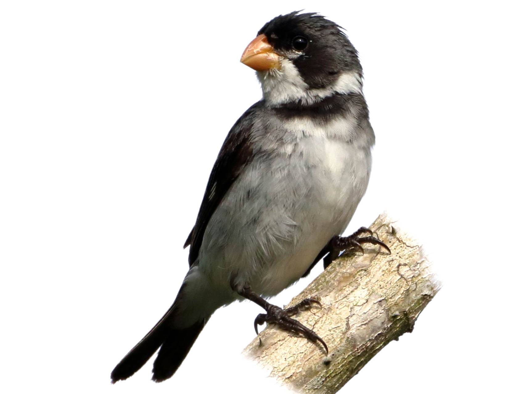 A photo of a White-throated Seedeater (Sporophila albogularis), male