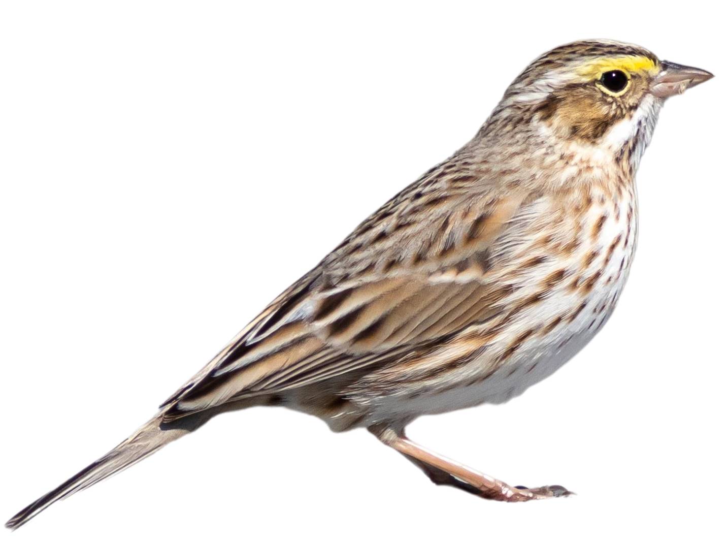 A photo of a Savannah Sparrow (Passerculus sandwichensis)