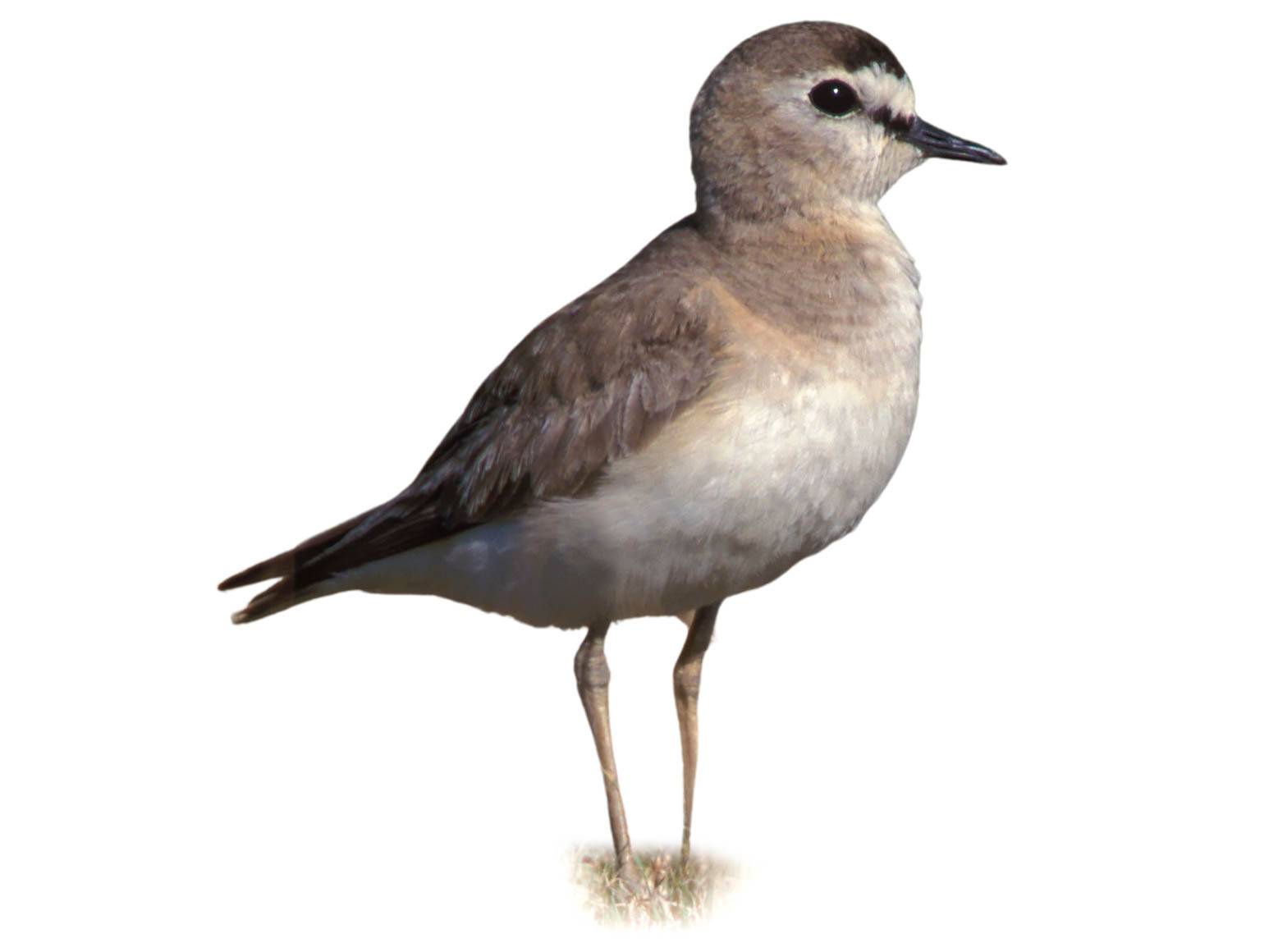Mountain Plover (Anarhynchus montanus) identification - Birda