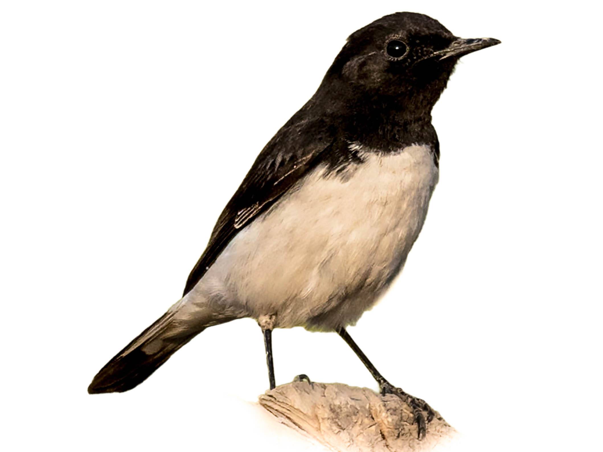 A photo of a Variable Wheatear (Oenanthe picata), male