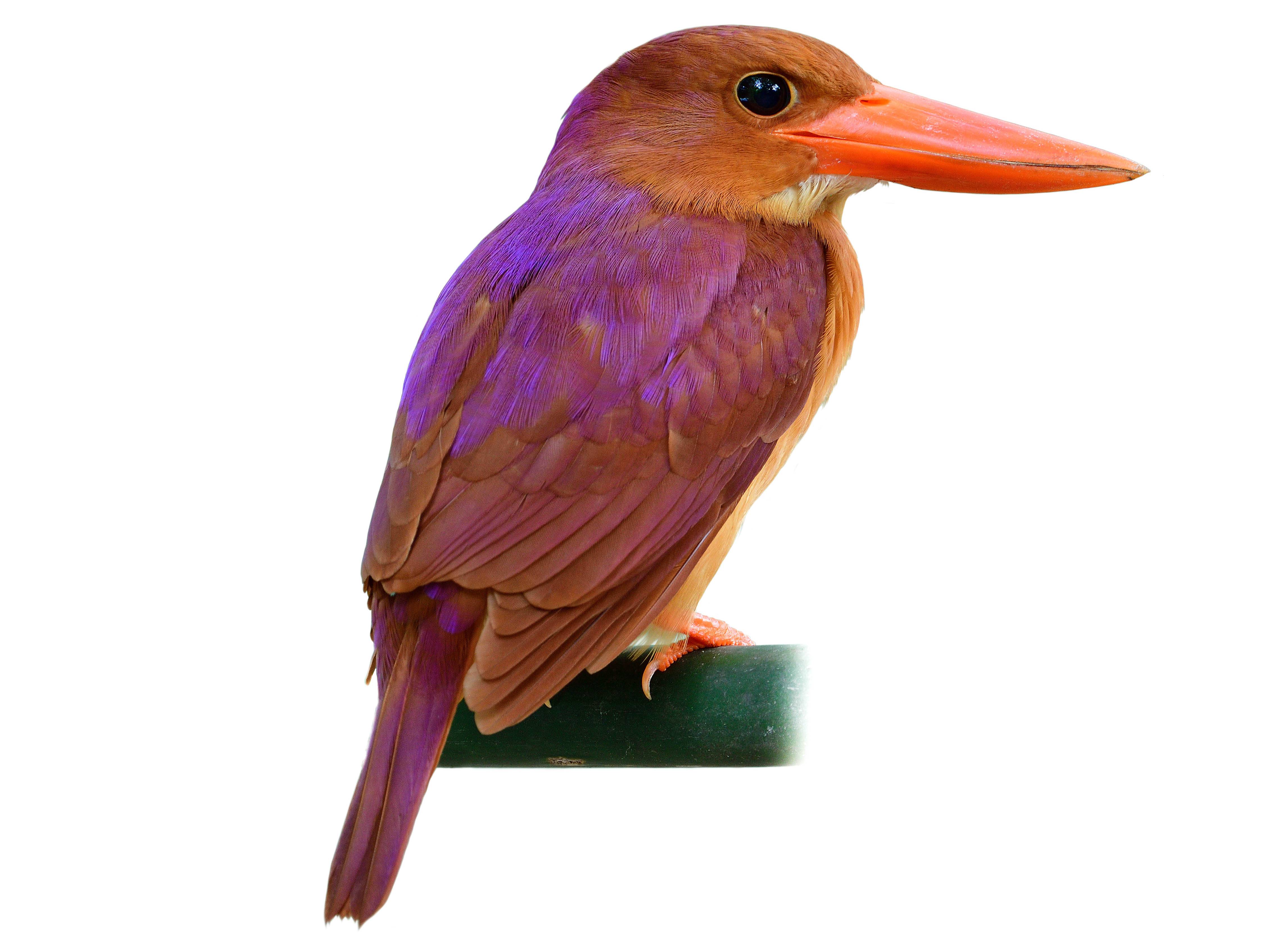 A photo of a Ruddy Kingfisher (Halcyon coromanda)